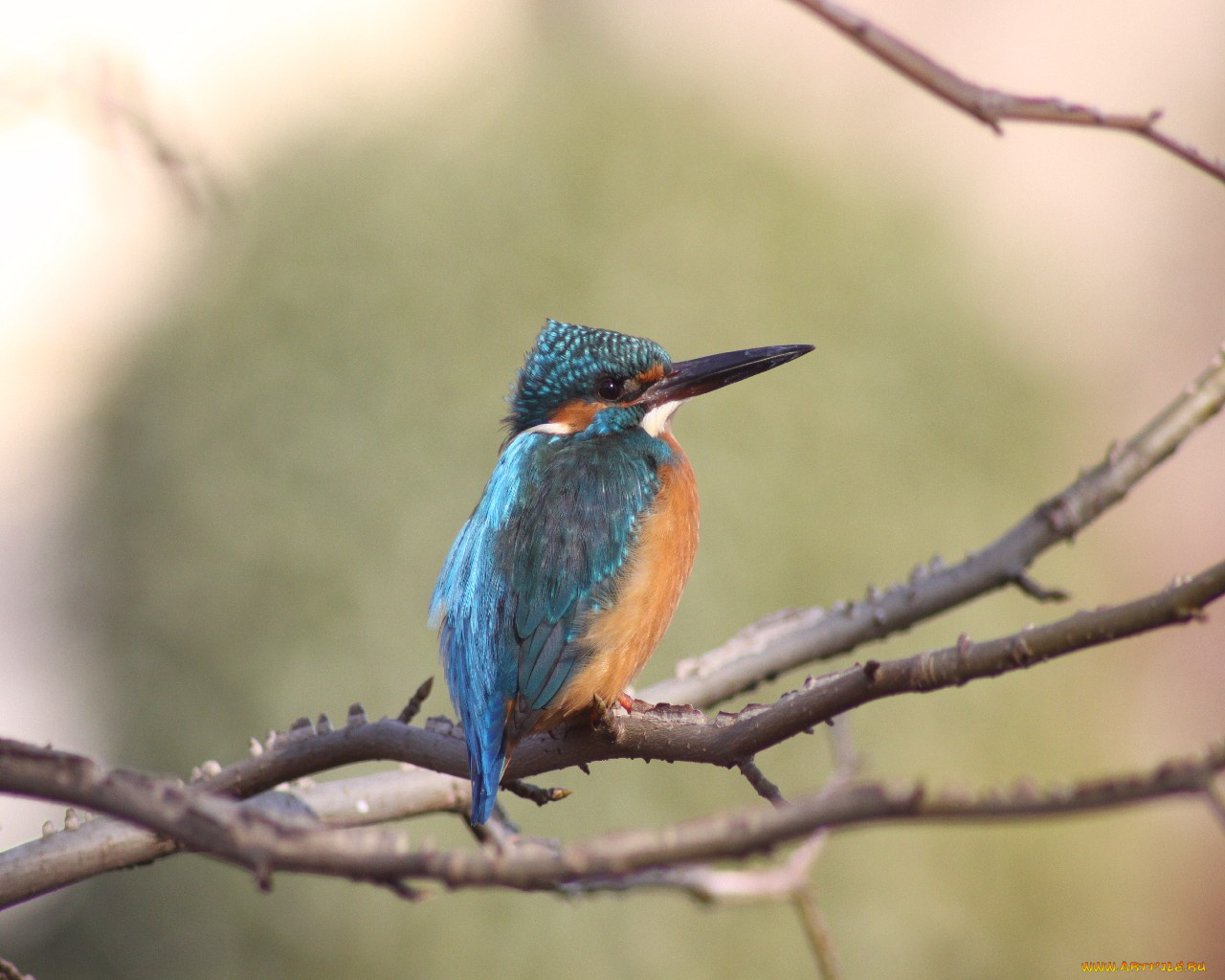 животные, зимородки