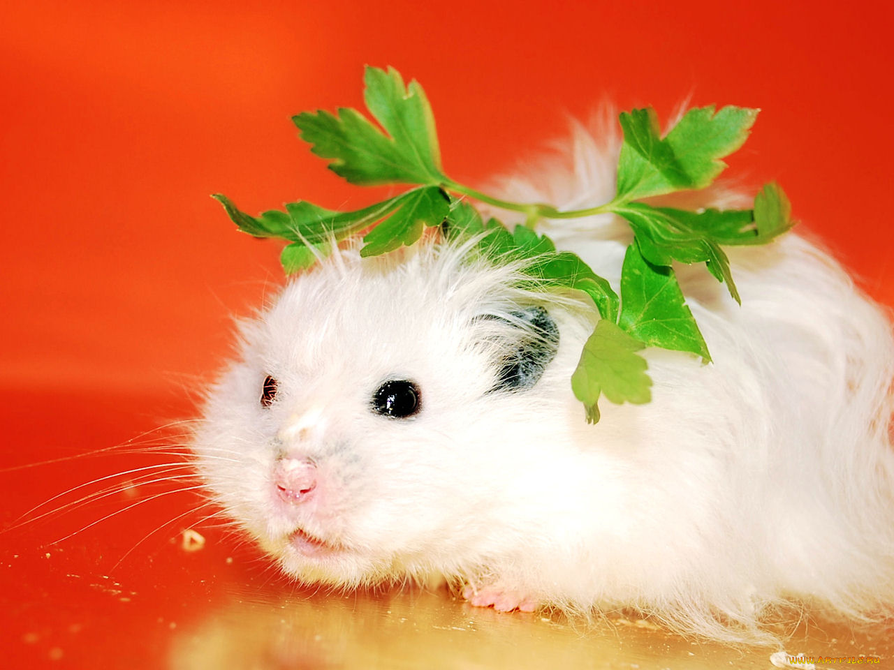 животные, морские, свинки, хомяки