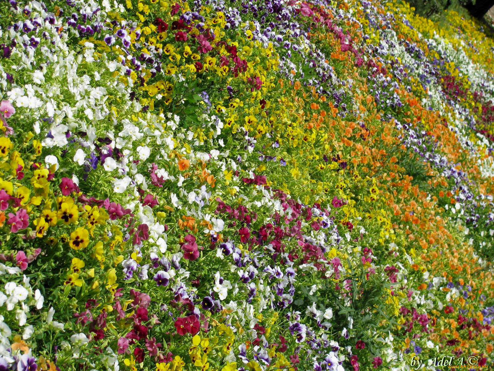 цветы, анютины, глазки, садовые, фиалки