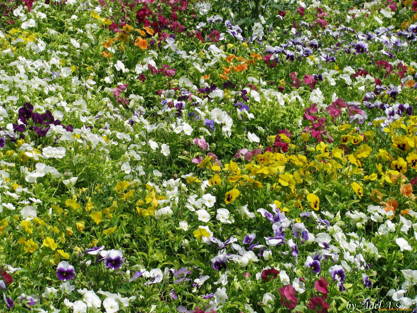 цветы, анютины, глазки, садовые, фиалки