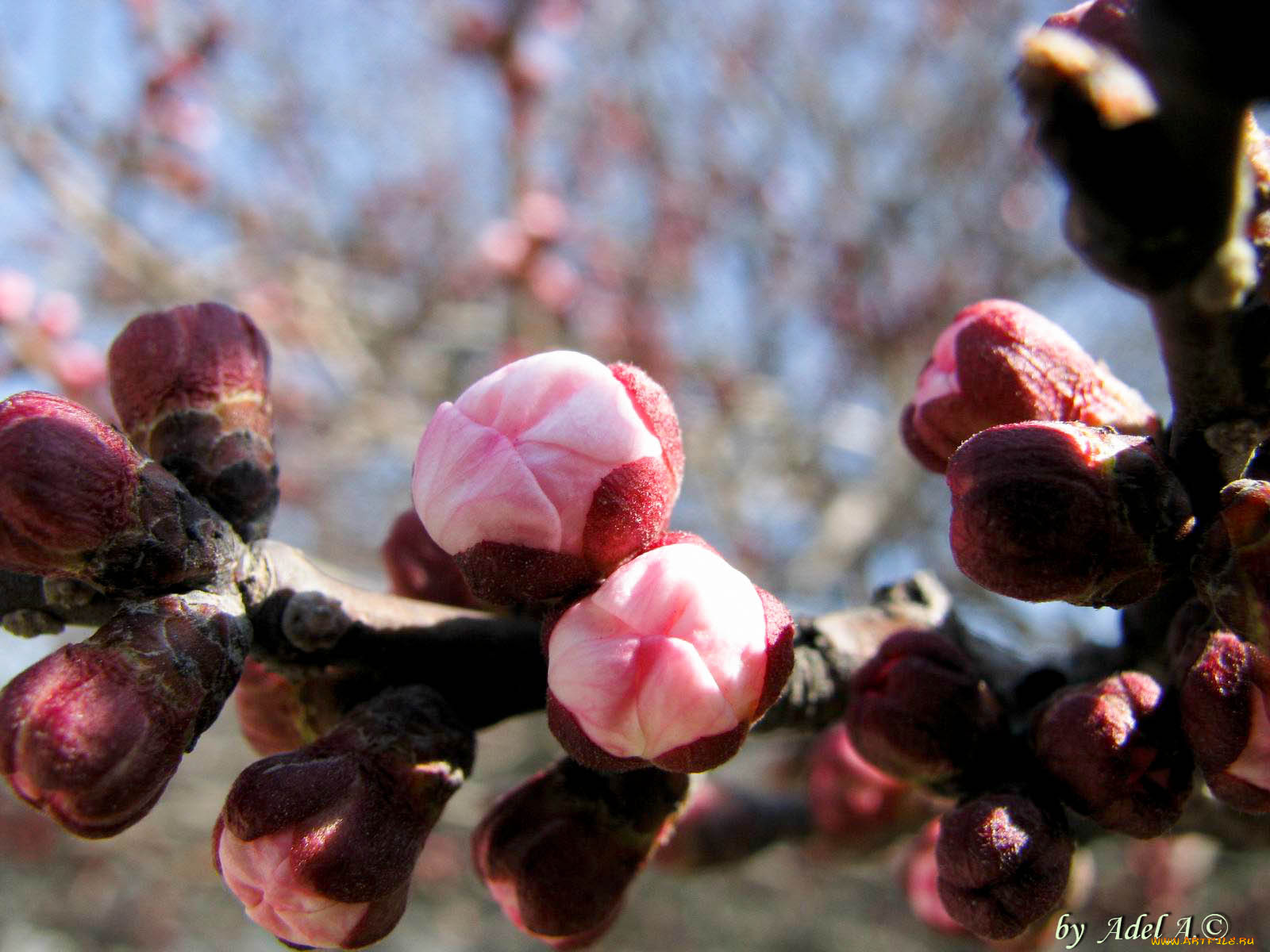 цветы, цветущие, деревья, кустарники