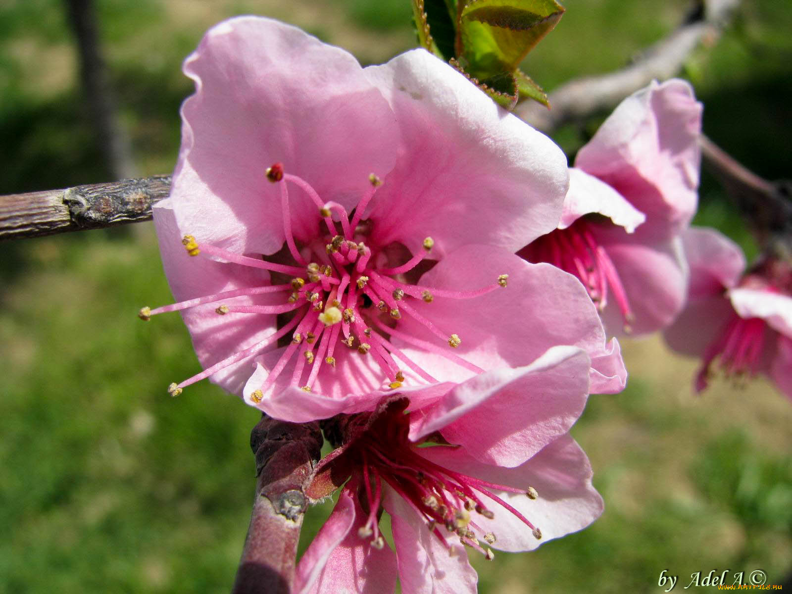 цветы, цветущие, деревья, кустарники