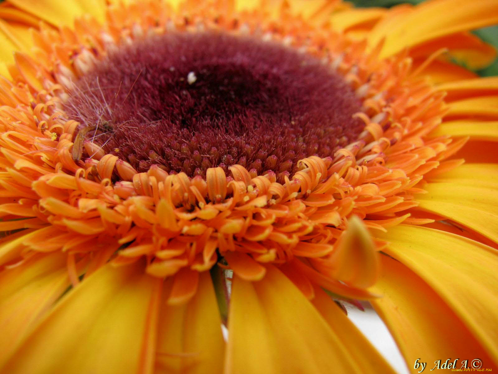 цветы, герберы