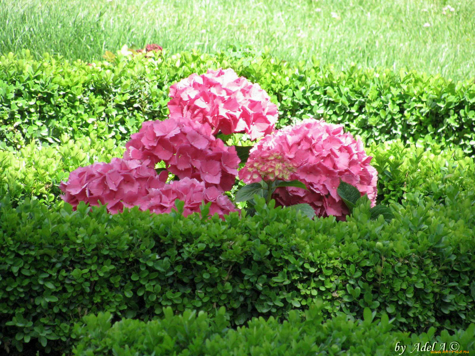 цветы, гортензия