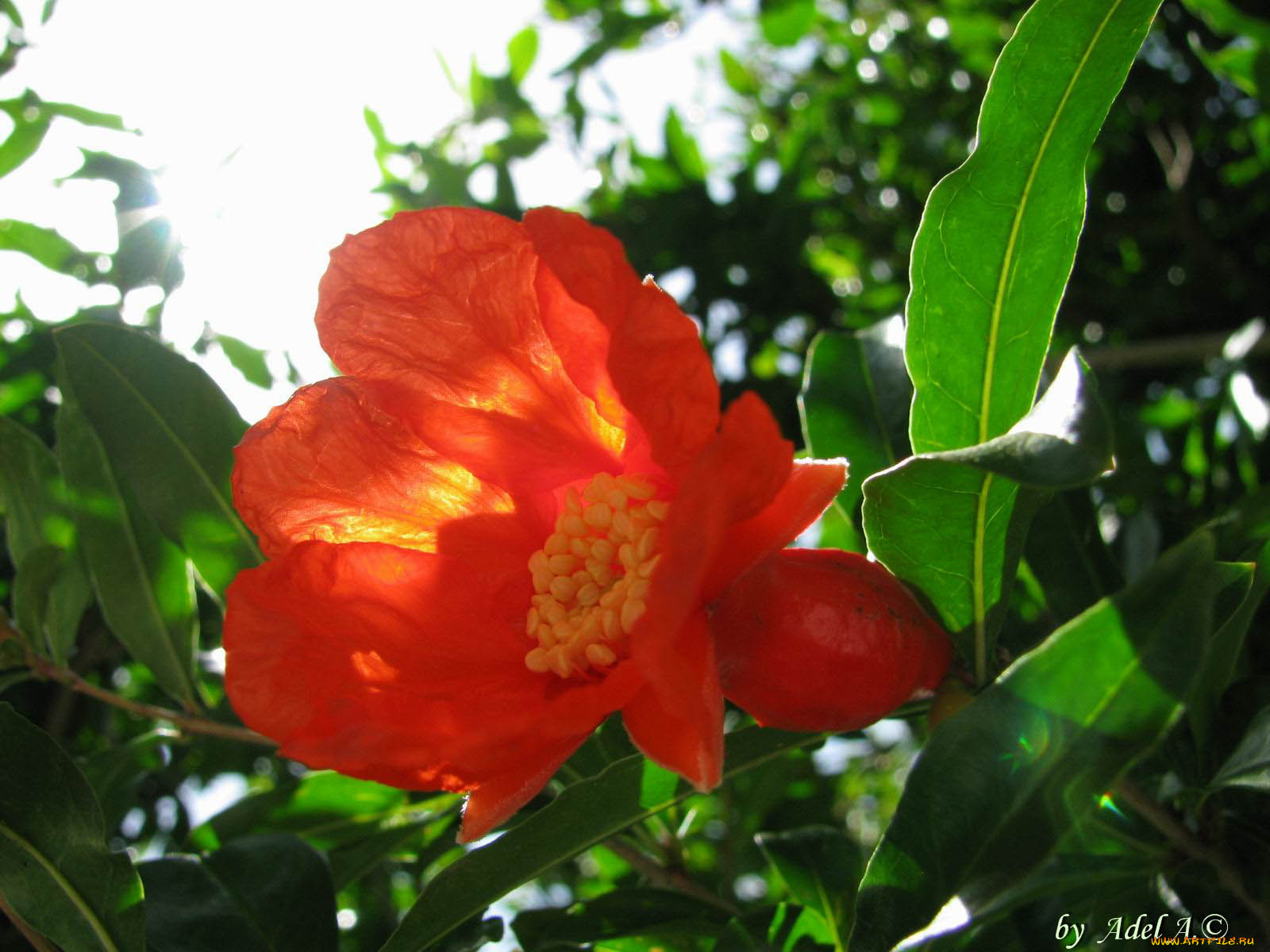 цветы, камелии