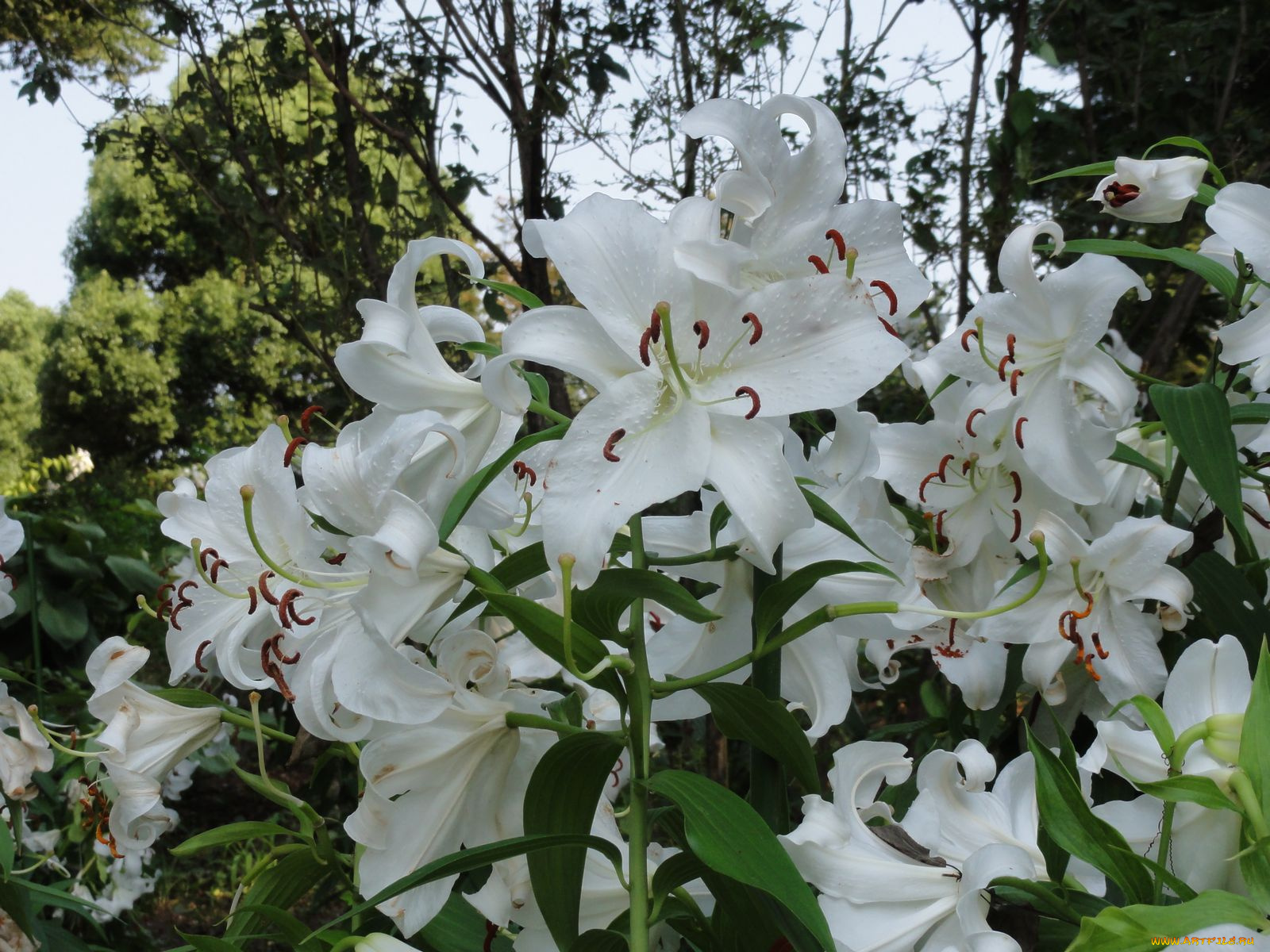 цветы, лилии, лилейники