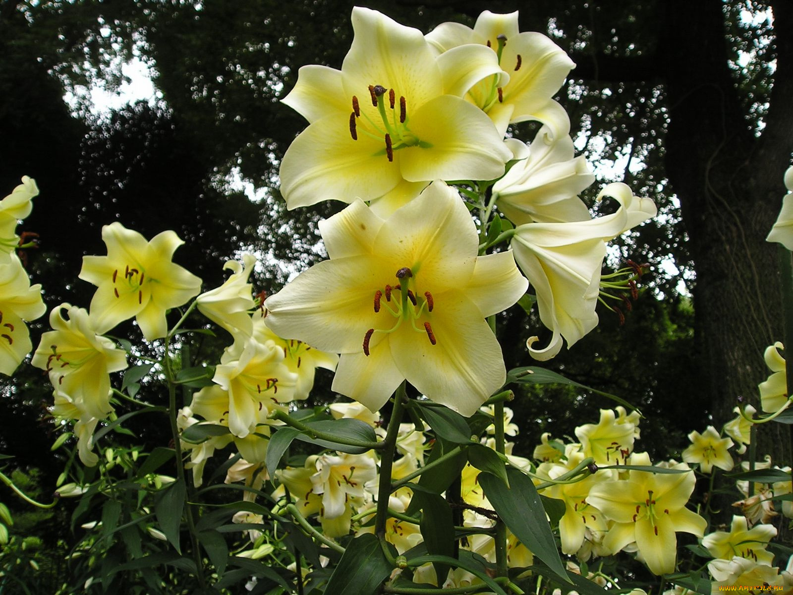 цветы, лилии, лилейники