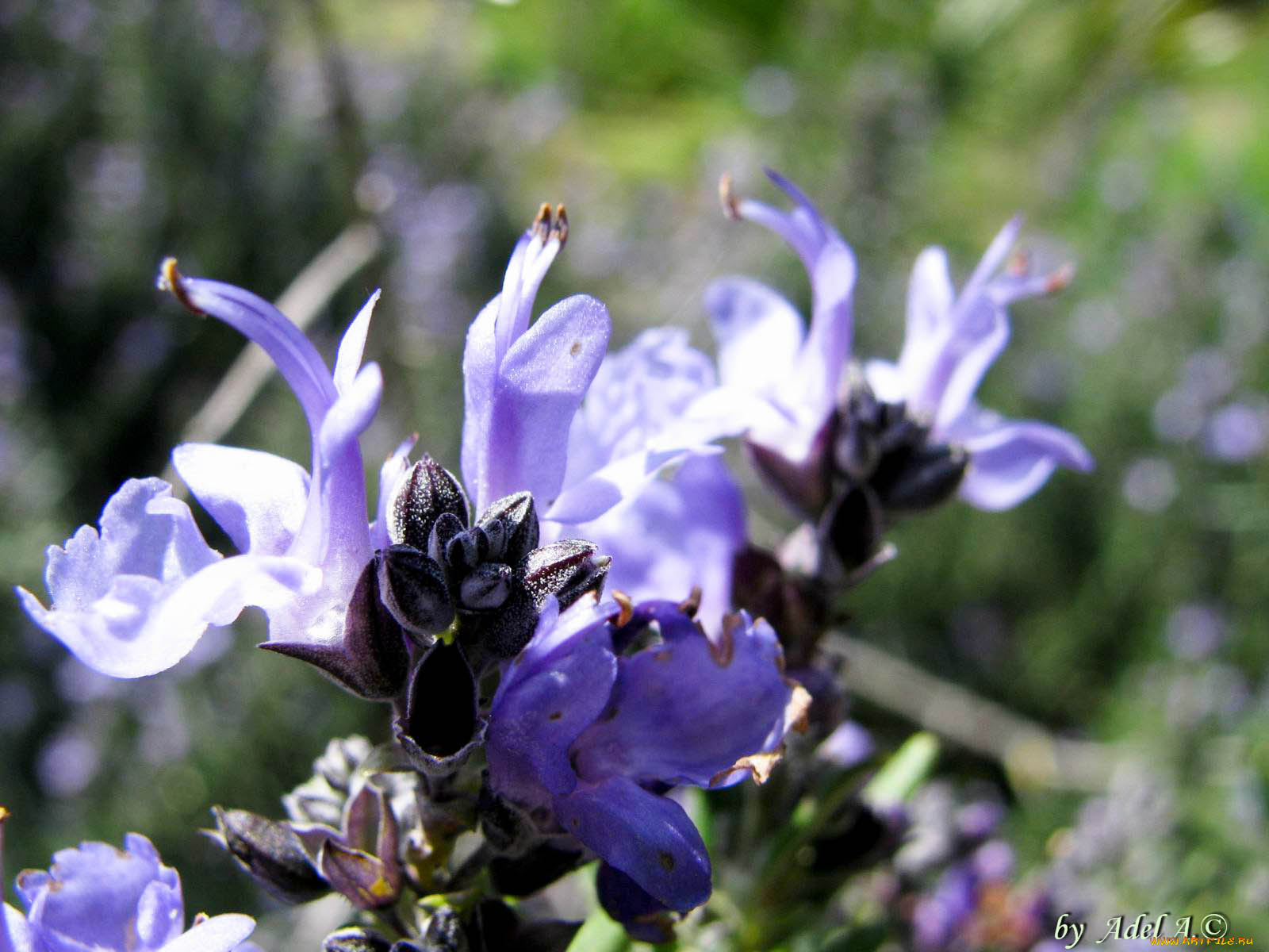 цветы, луговые, полевые