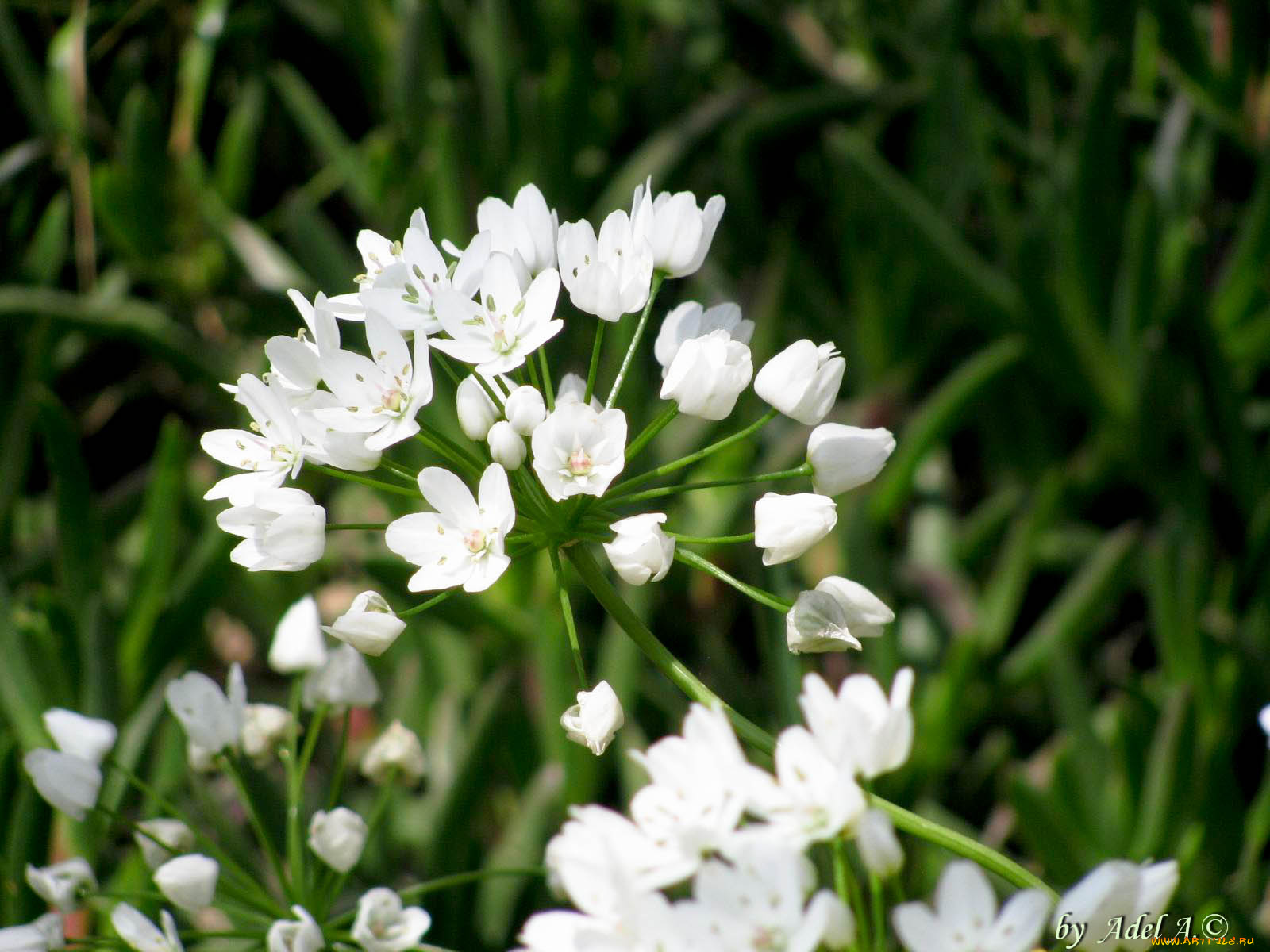 цветы, луговые, полевые