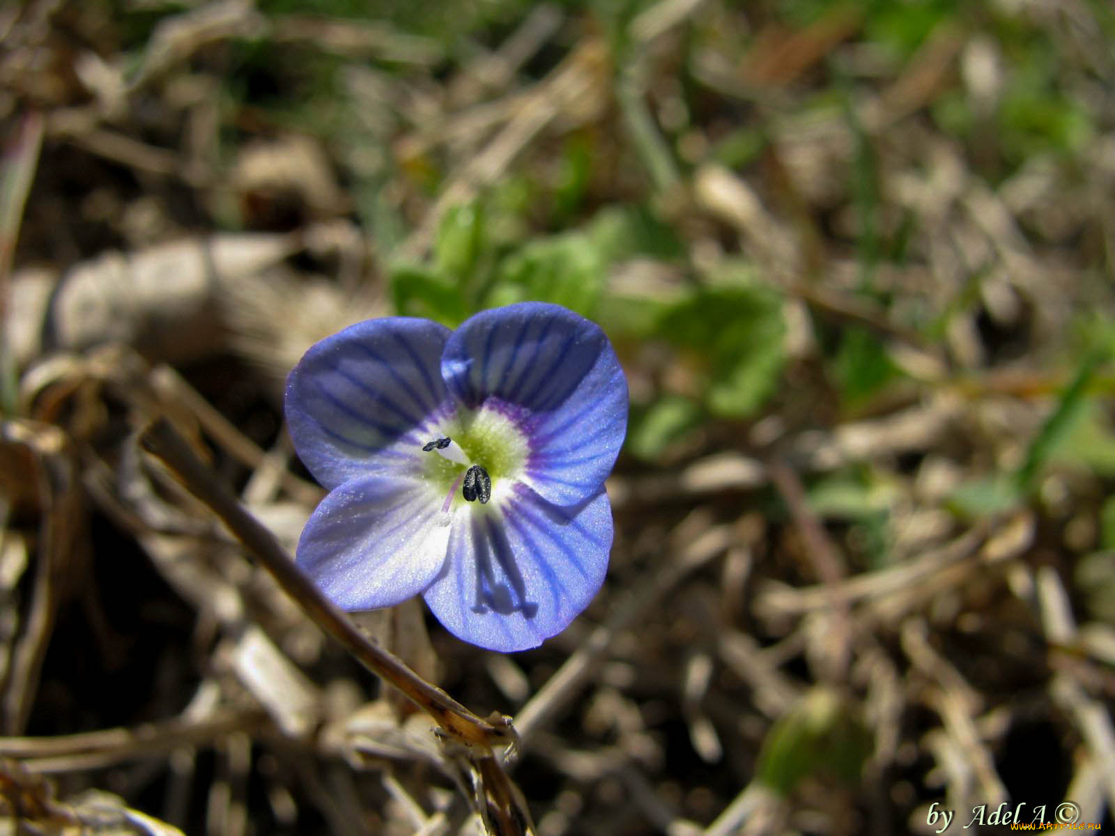 цветы, немофилы, вероники