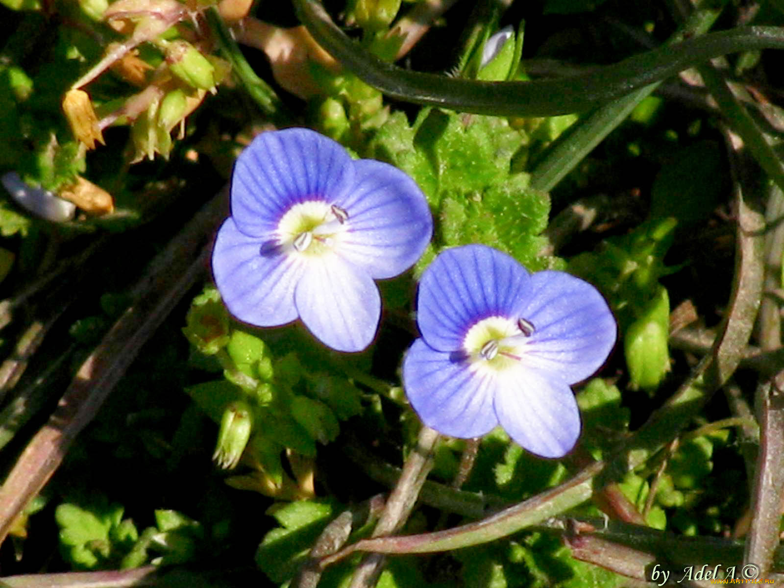 цветы, немофилы, вероники