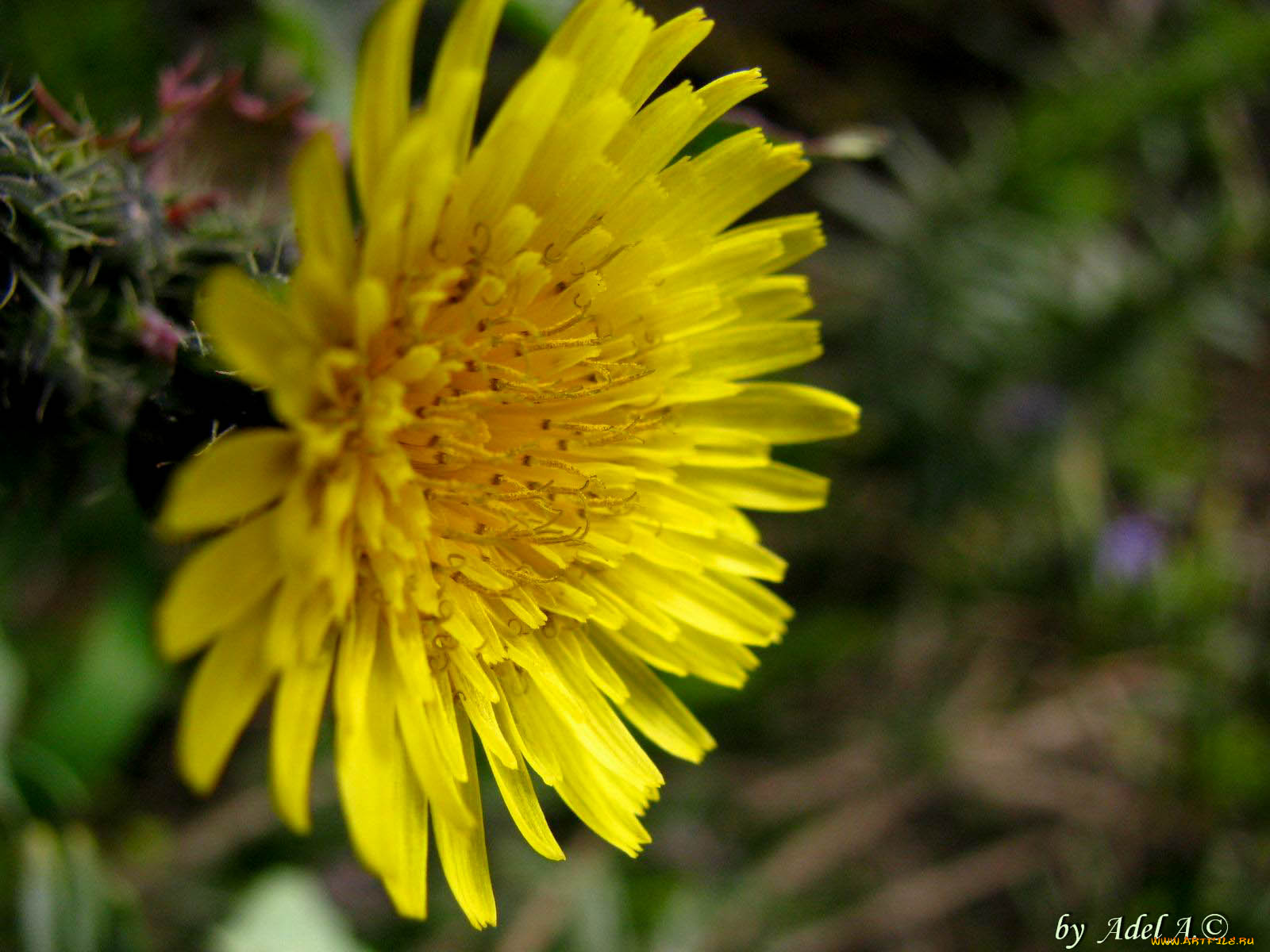цветы, одуванчики