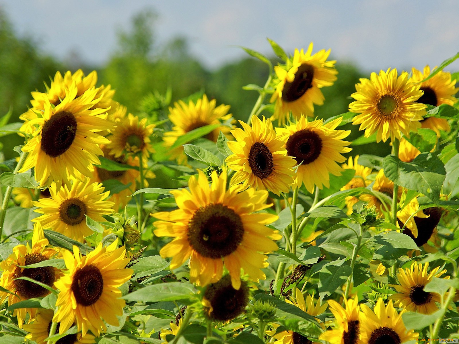цветы, подсолнухи