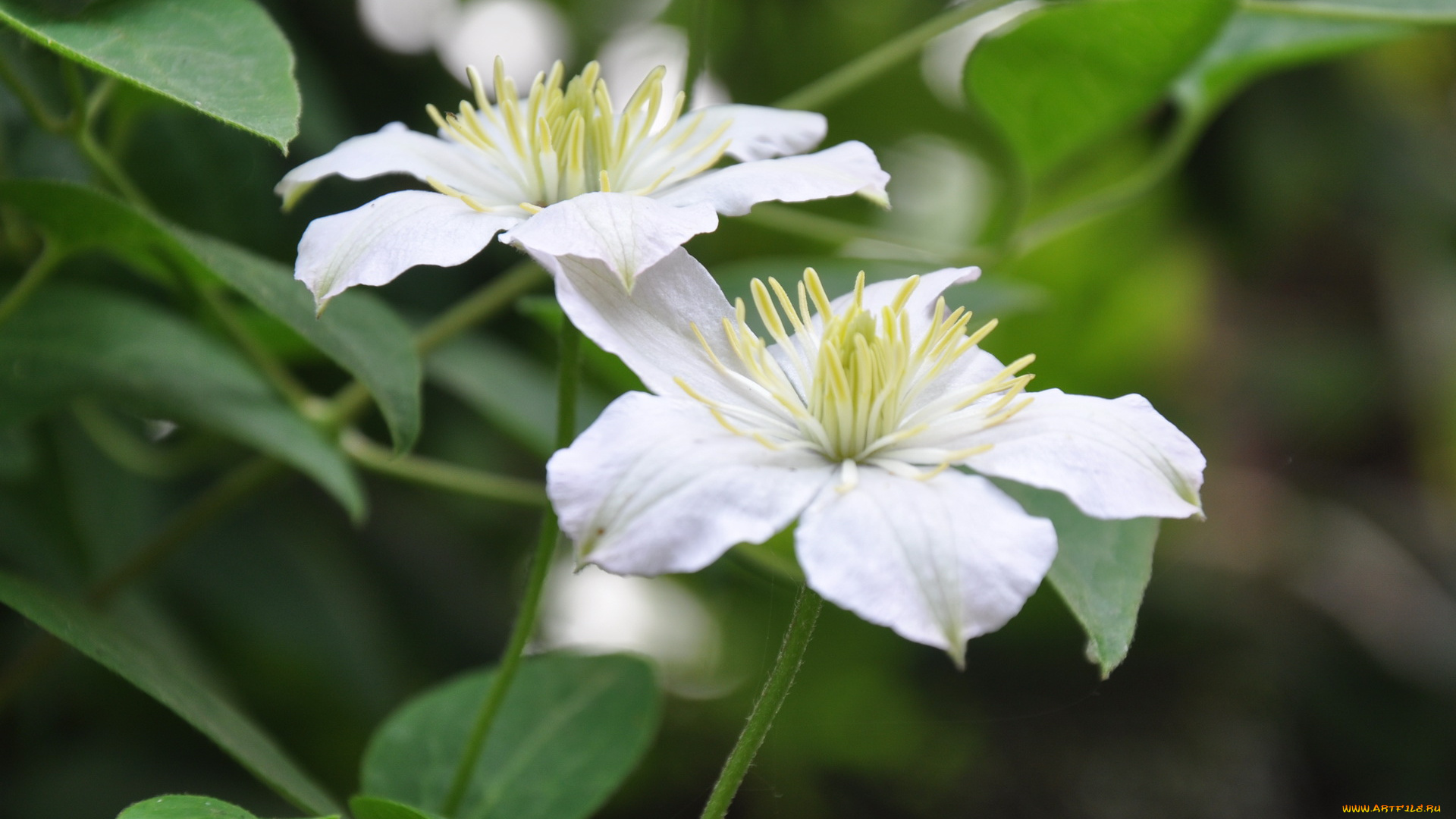 цветы, клематис, ломонос