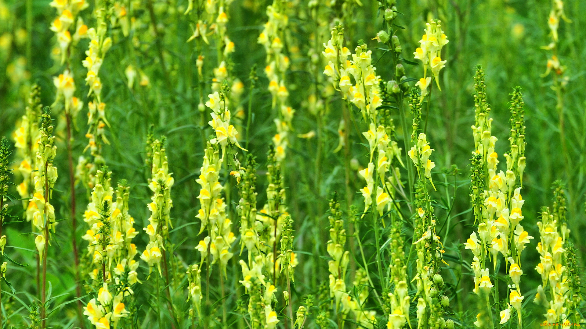 цветы, львиный, зев