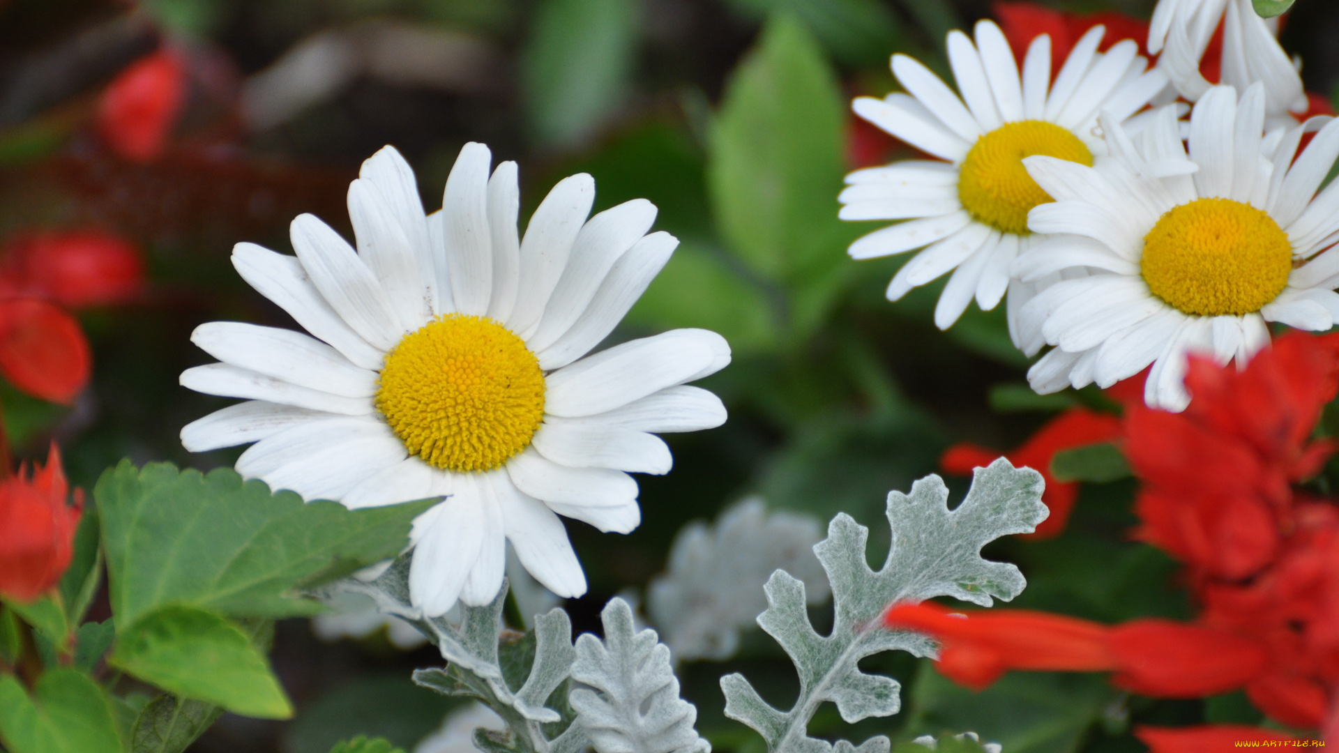 цветы, ромашки