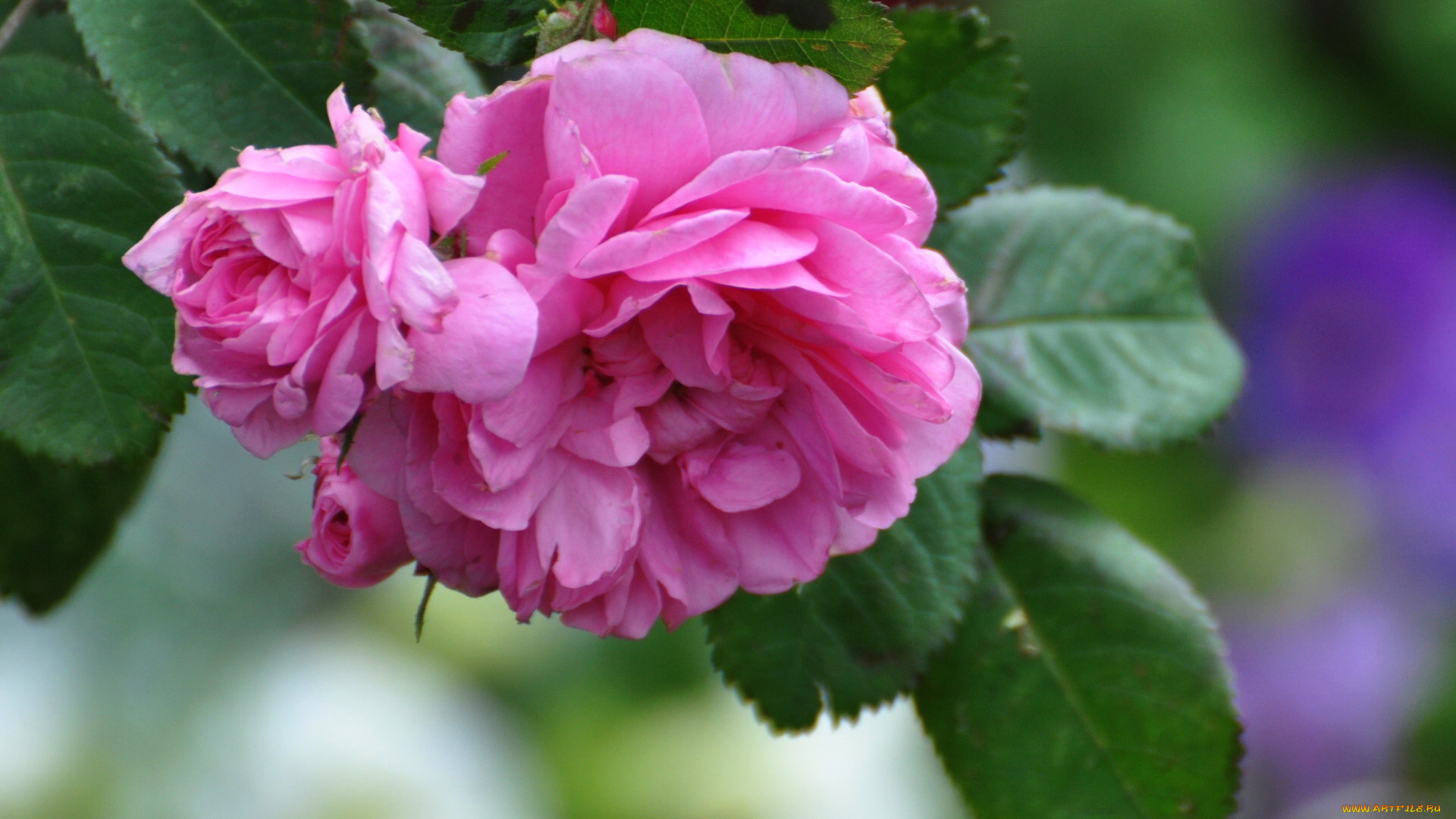 цветы, розы