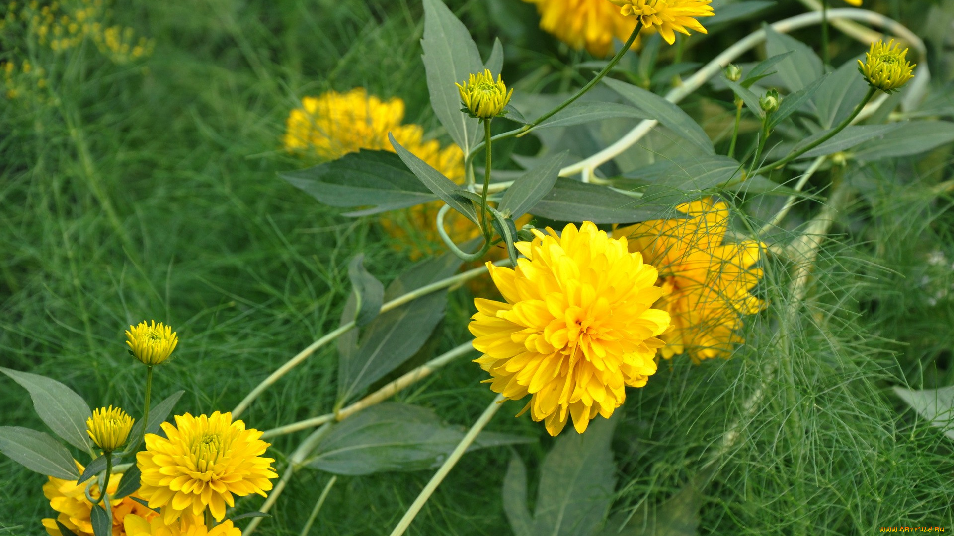 цветы, рудбекия