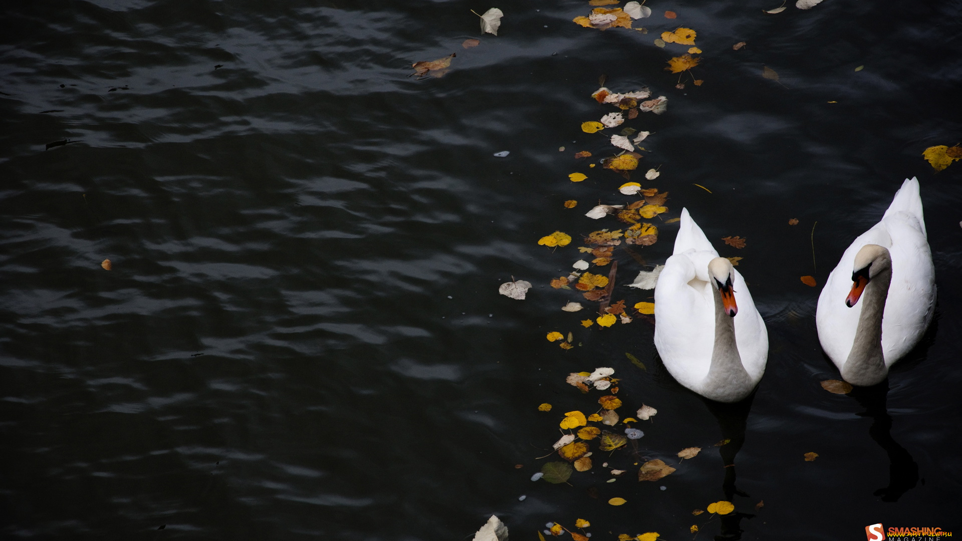 животные, лебеди