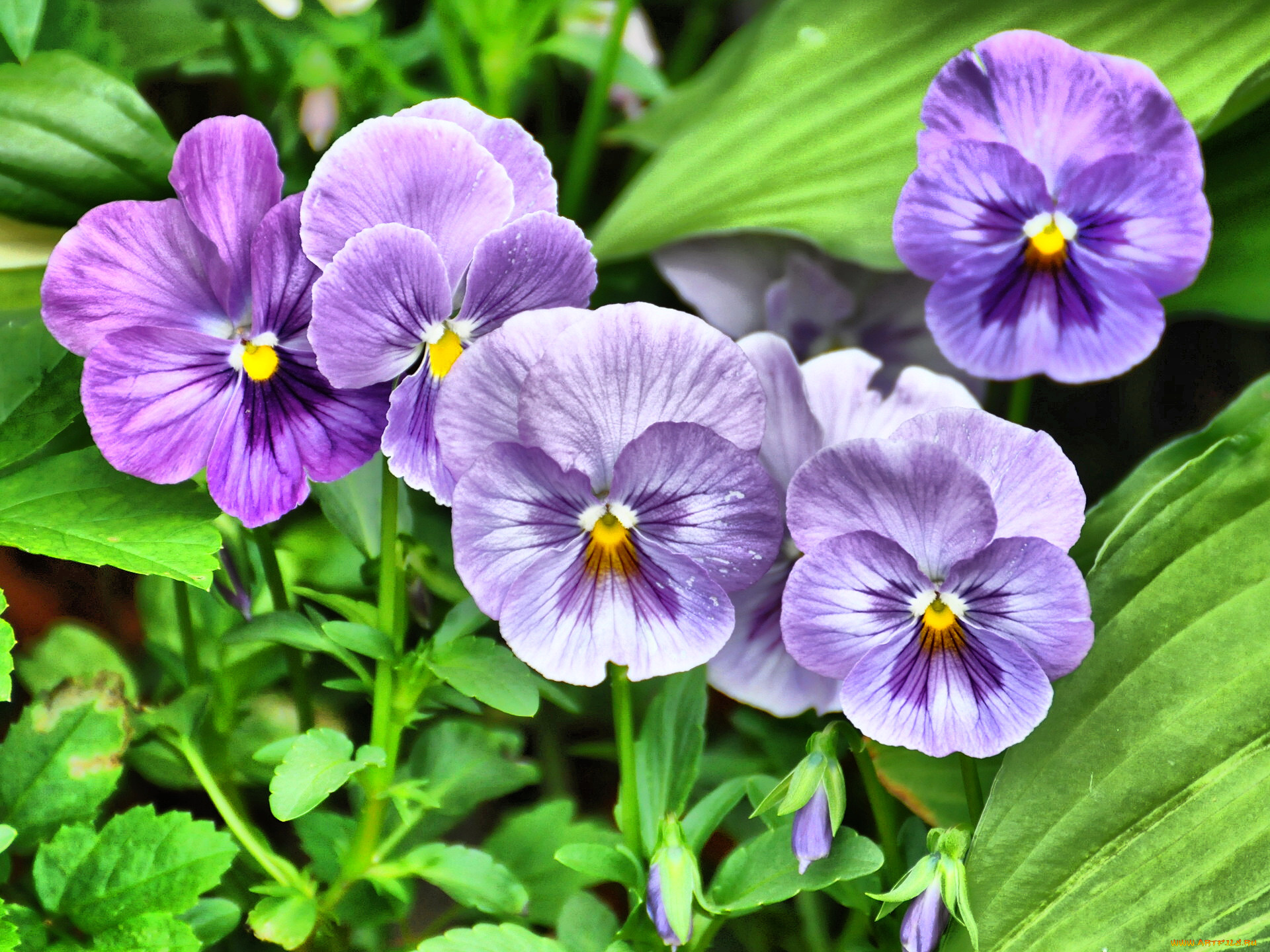 цветы, анютины, глазки, садовые, фиалки