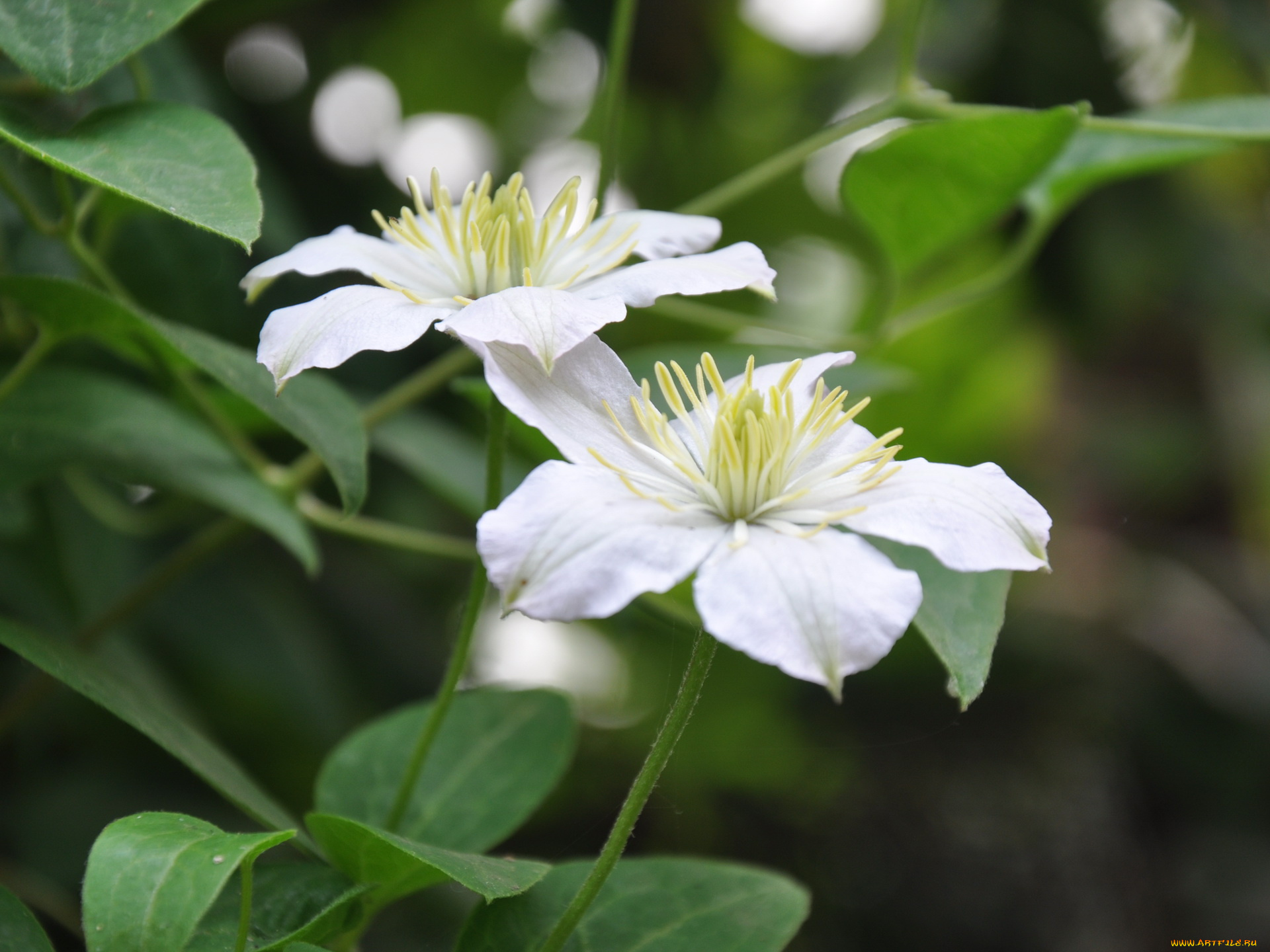 цветы, клематис, ломонос