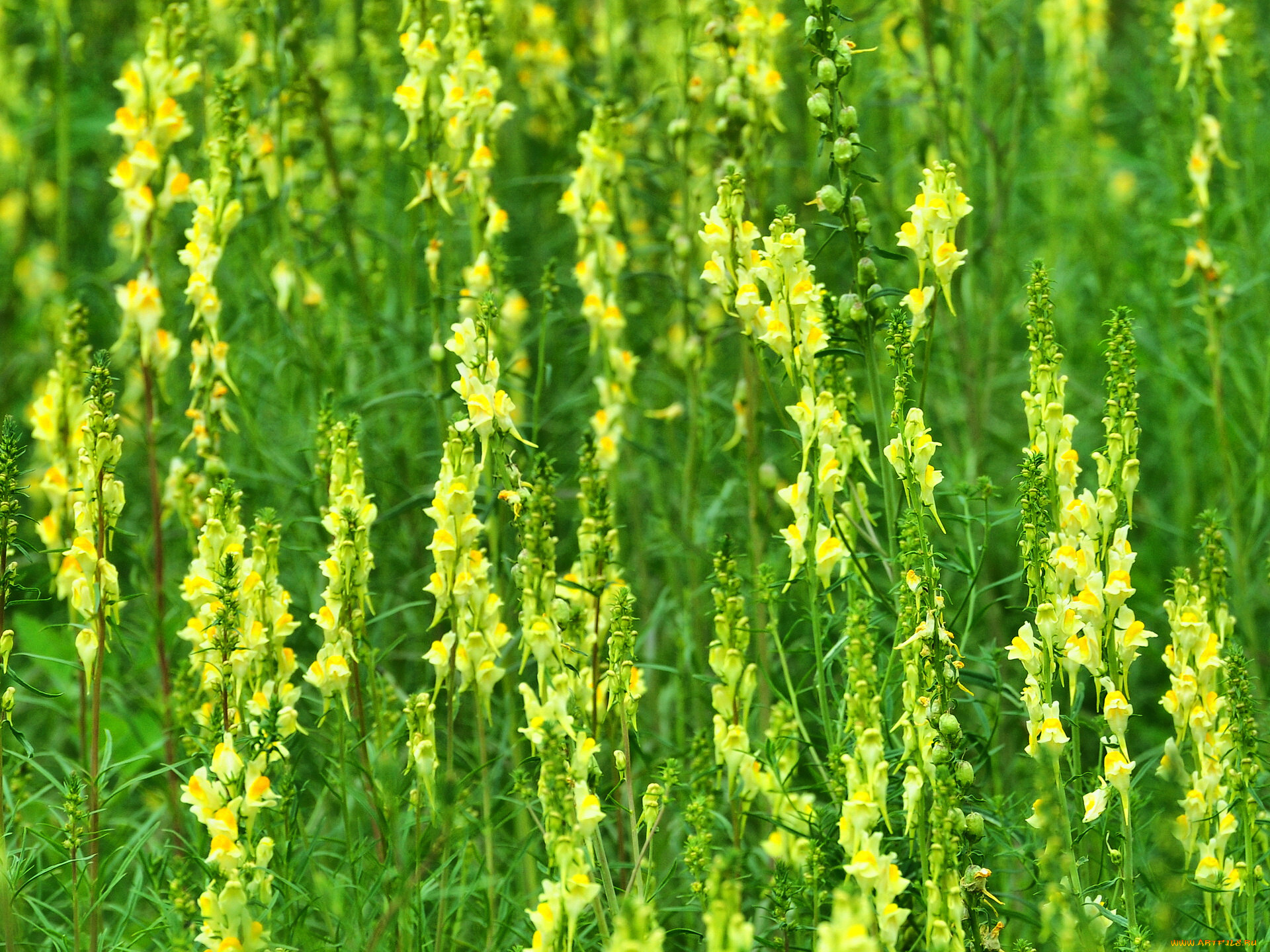 цветы, львиный, зев