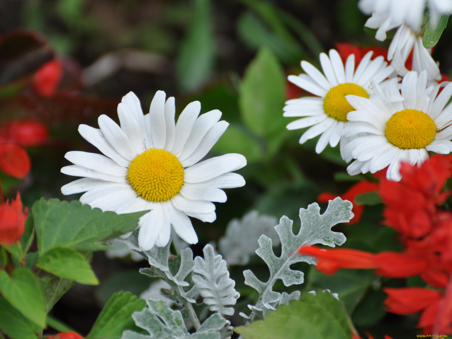 цветы, ромашки
