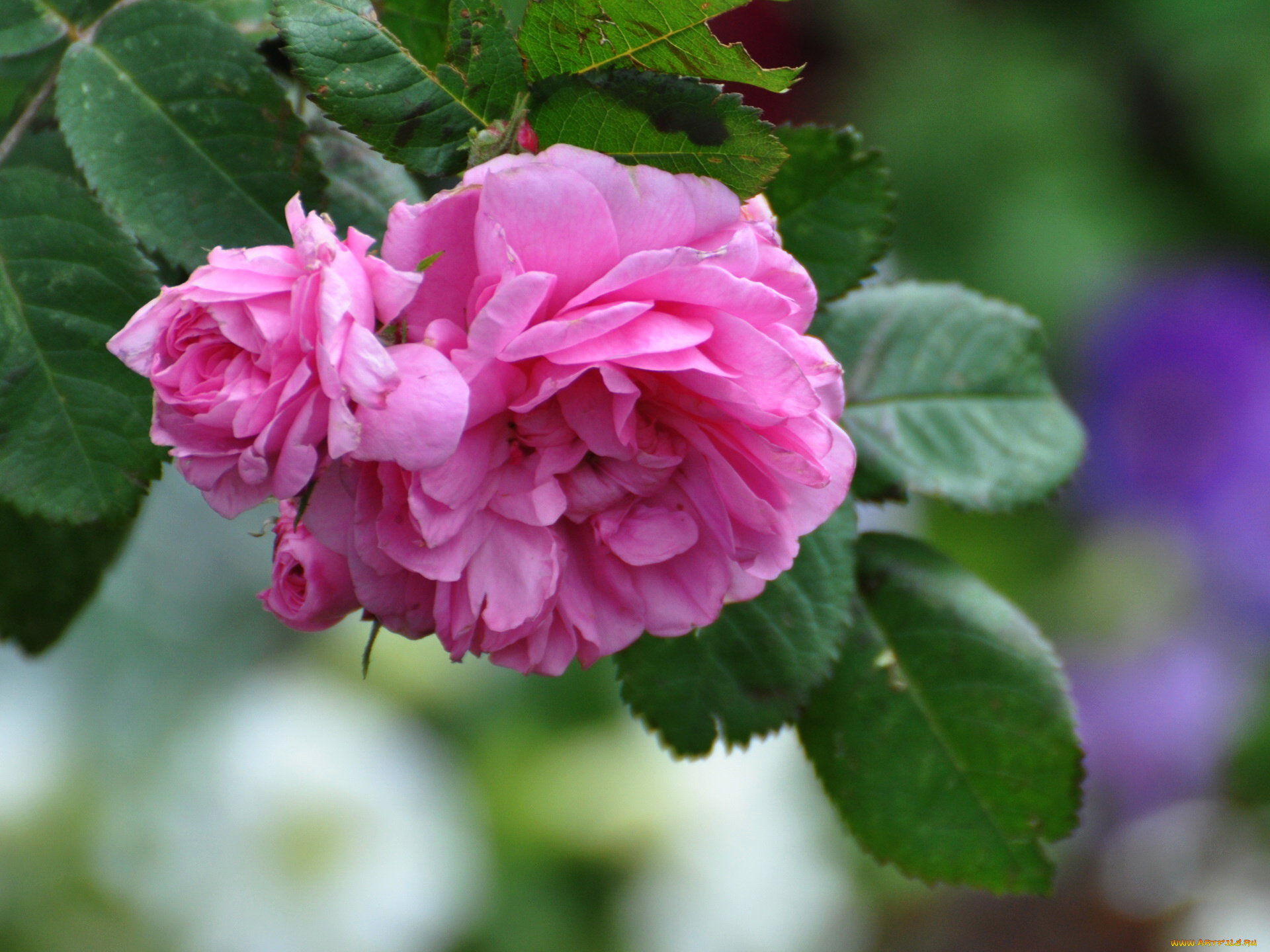 цветы, розы