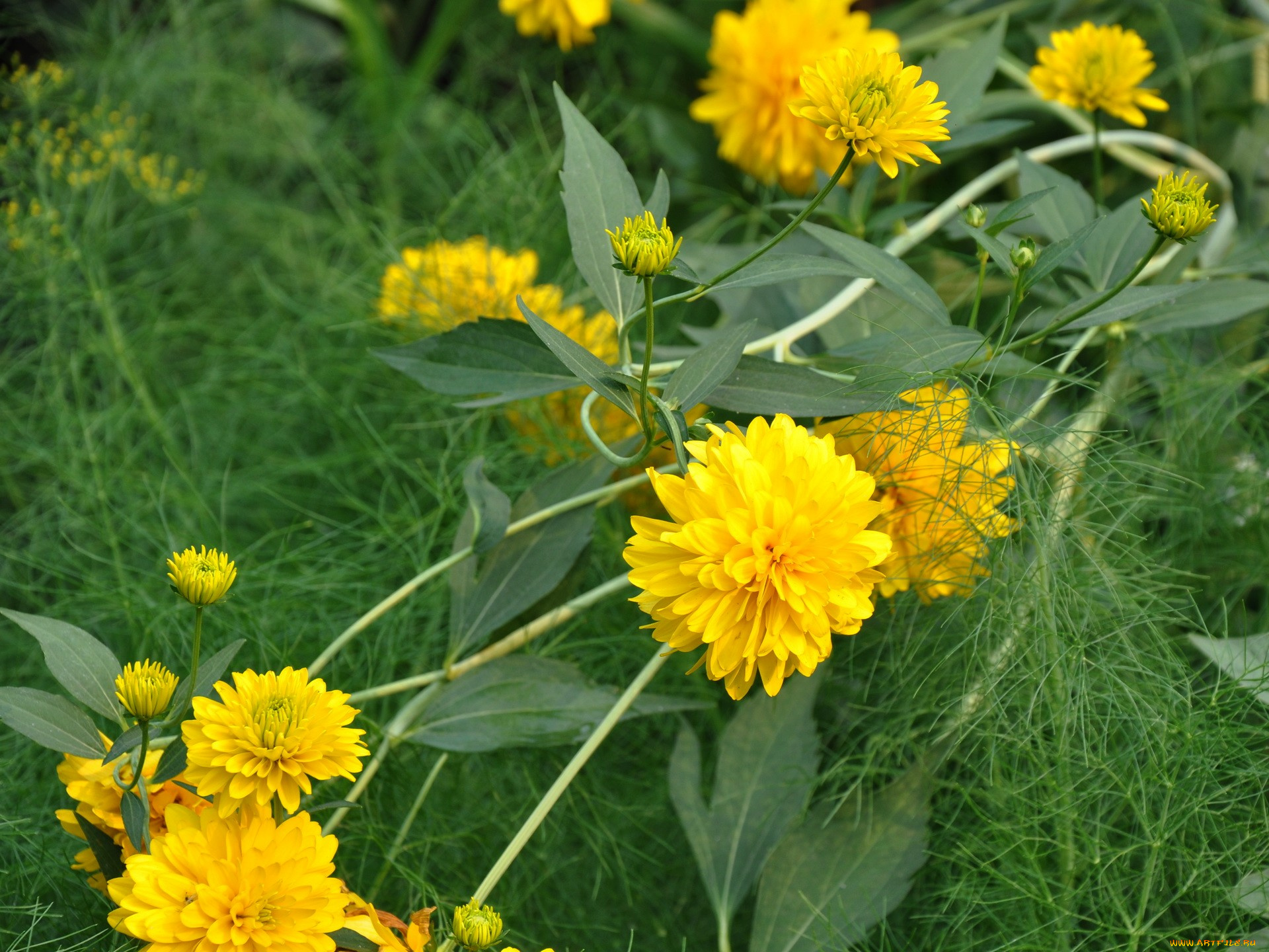 цветы, рудбекия