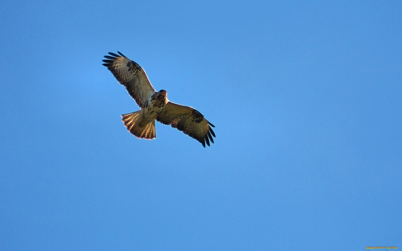 канюк, животные, птицы, хищники, крылья