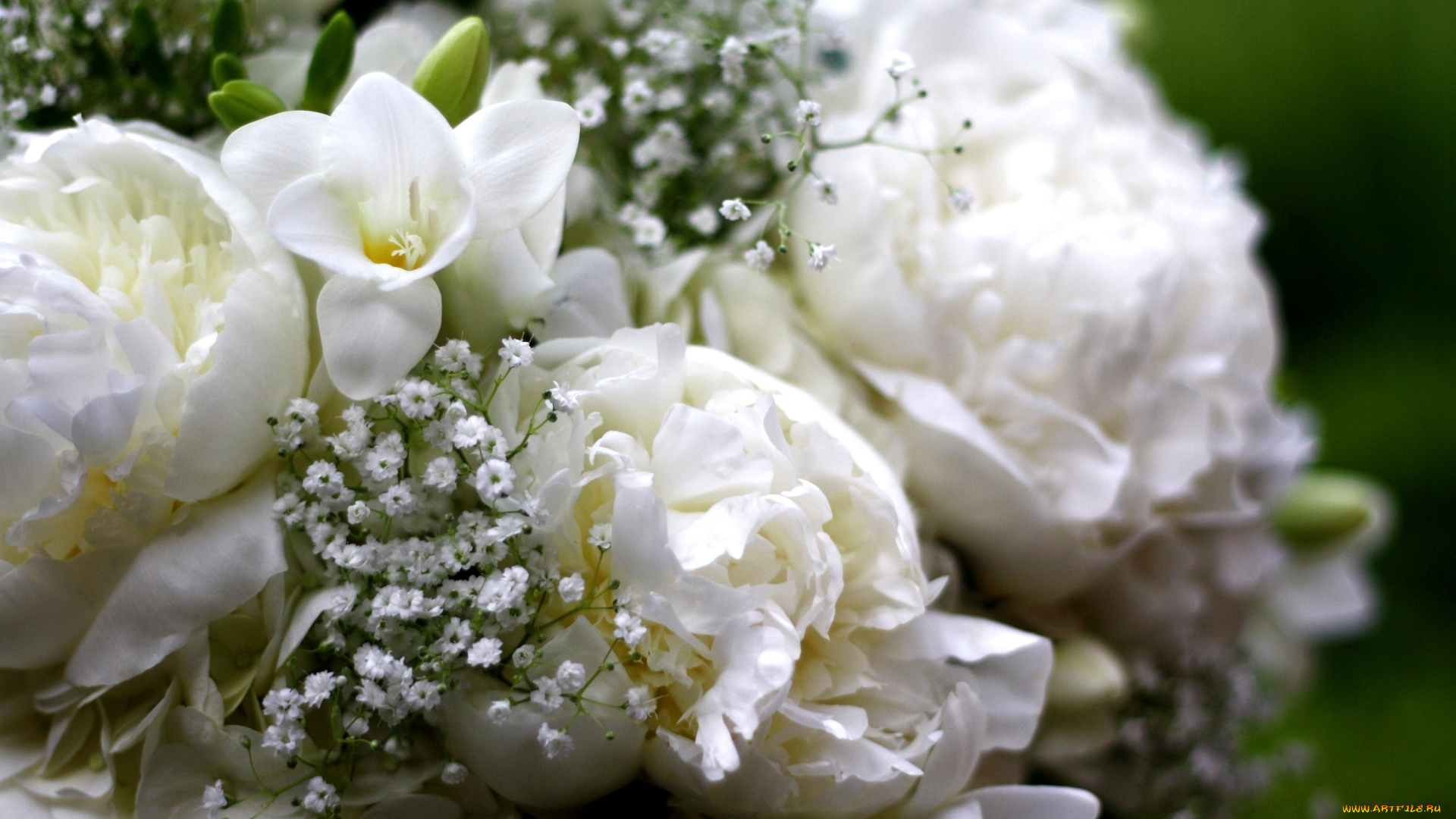 цветы, букеты, композиции, белый, пионы, фрезия