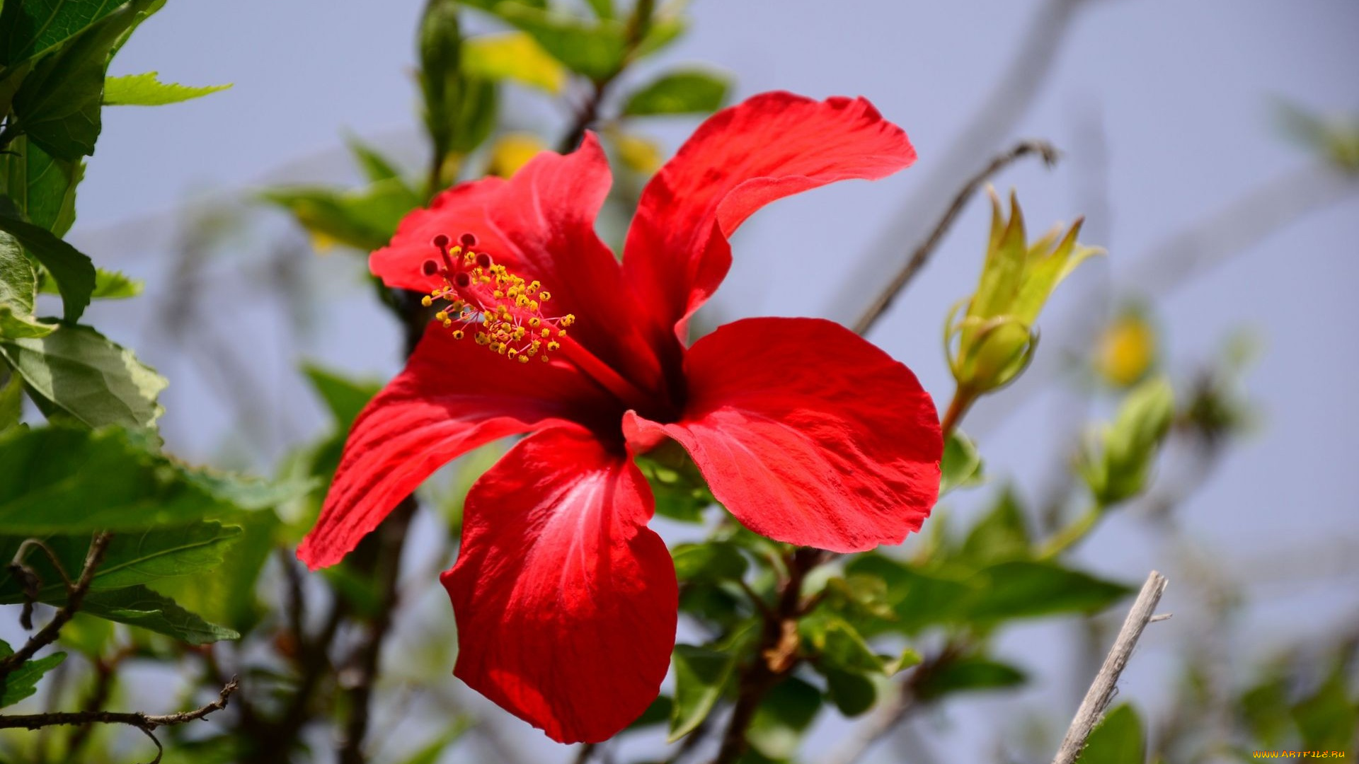 цветы, гибискусы, красный