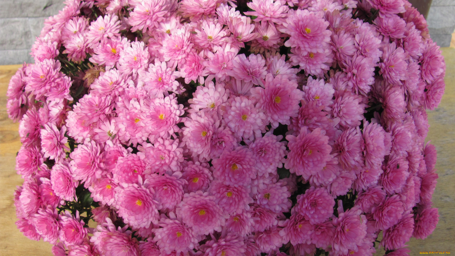 цветы, хризантемы, розовые, шар