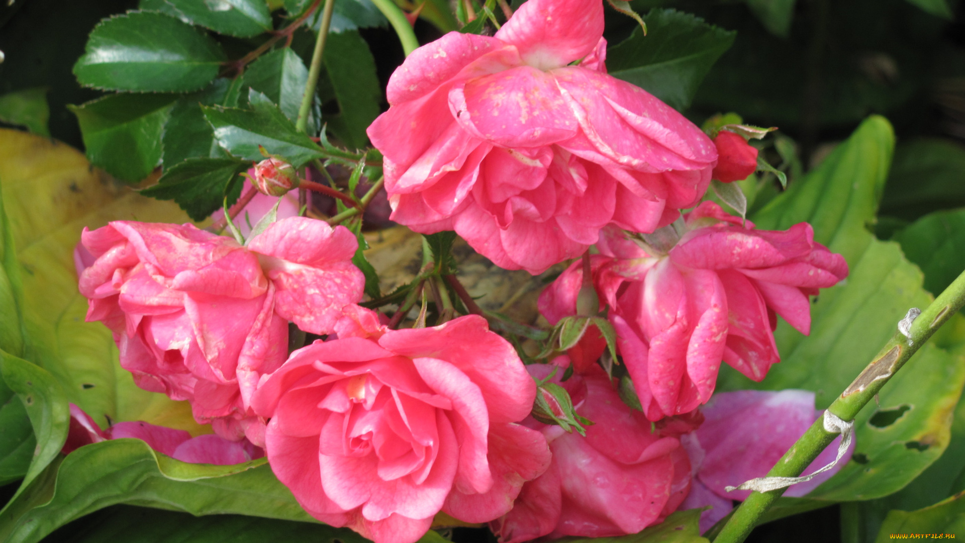 цветы, розы, розовые