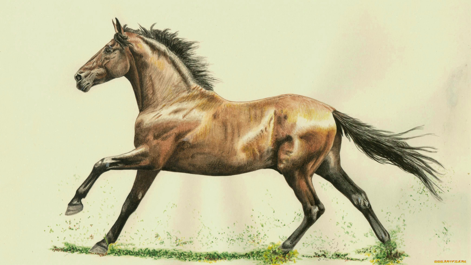 рисованные, животные, лошади, лошадь, конь