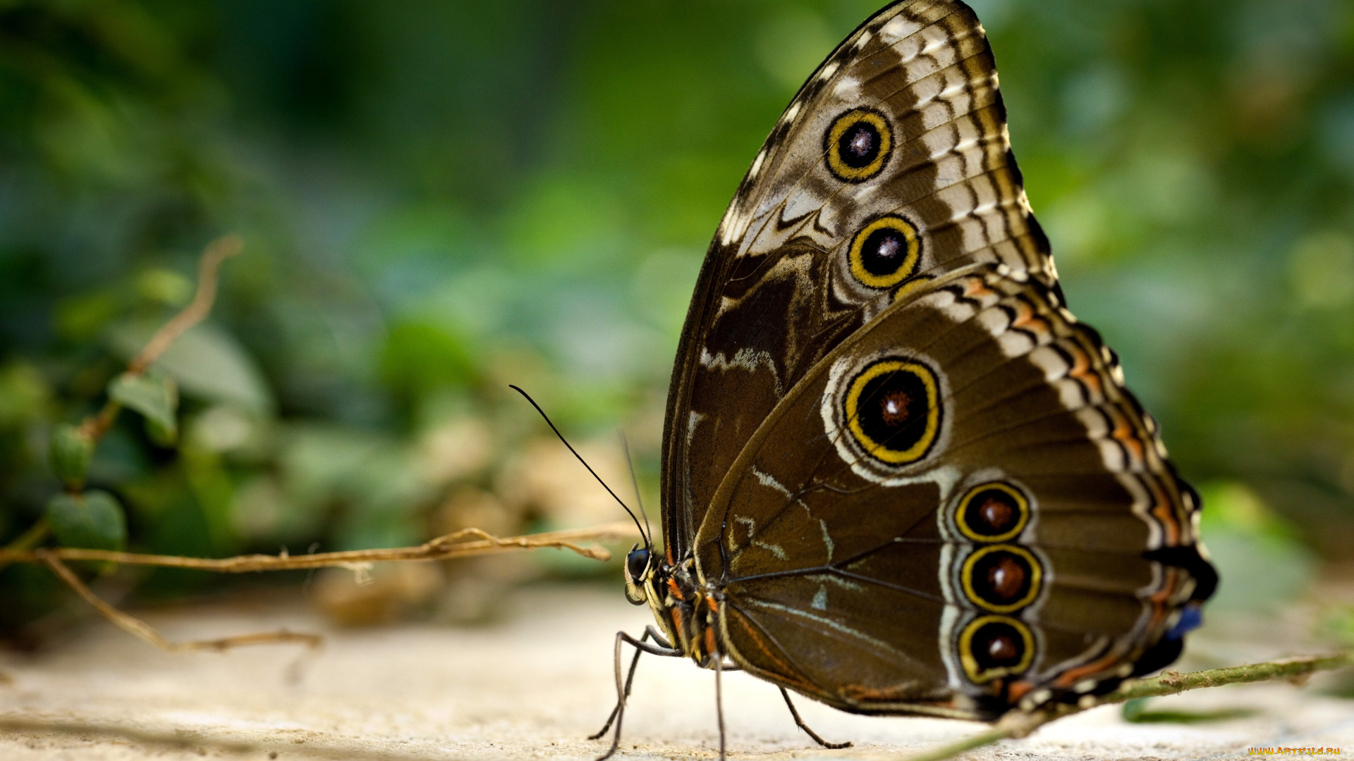 животные, бабочки, крылья, глазки
