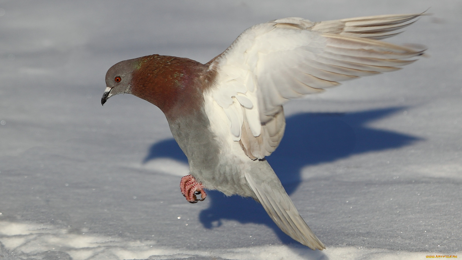 животные, голуби, снег, голубь