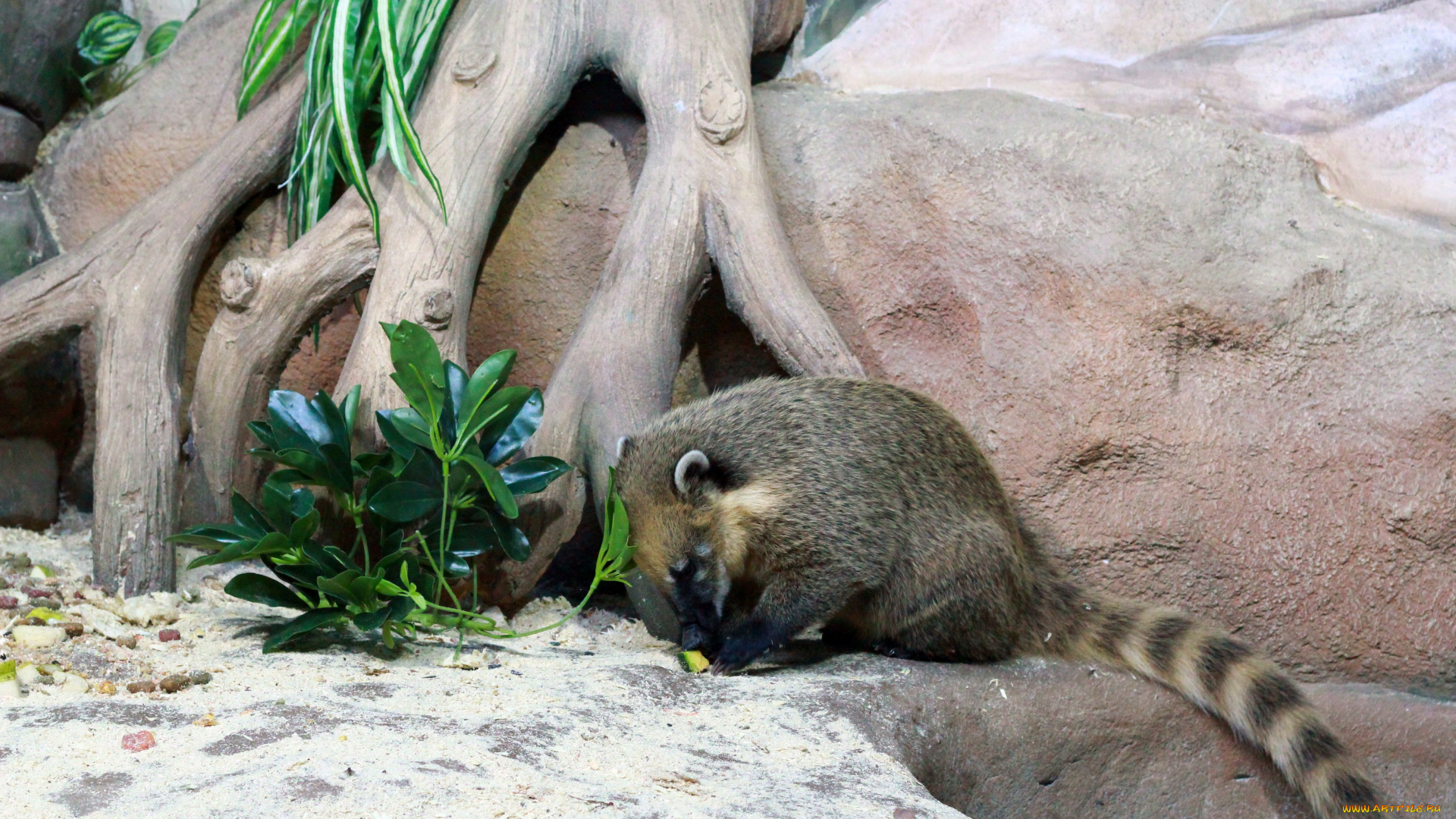 животные, коати, носухи, зверёк