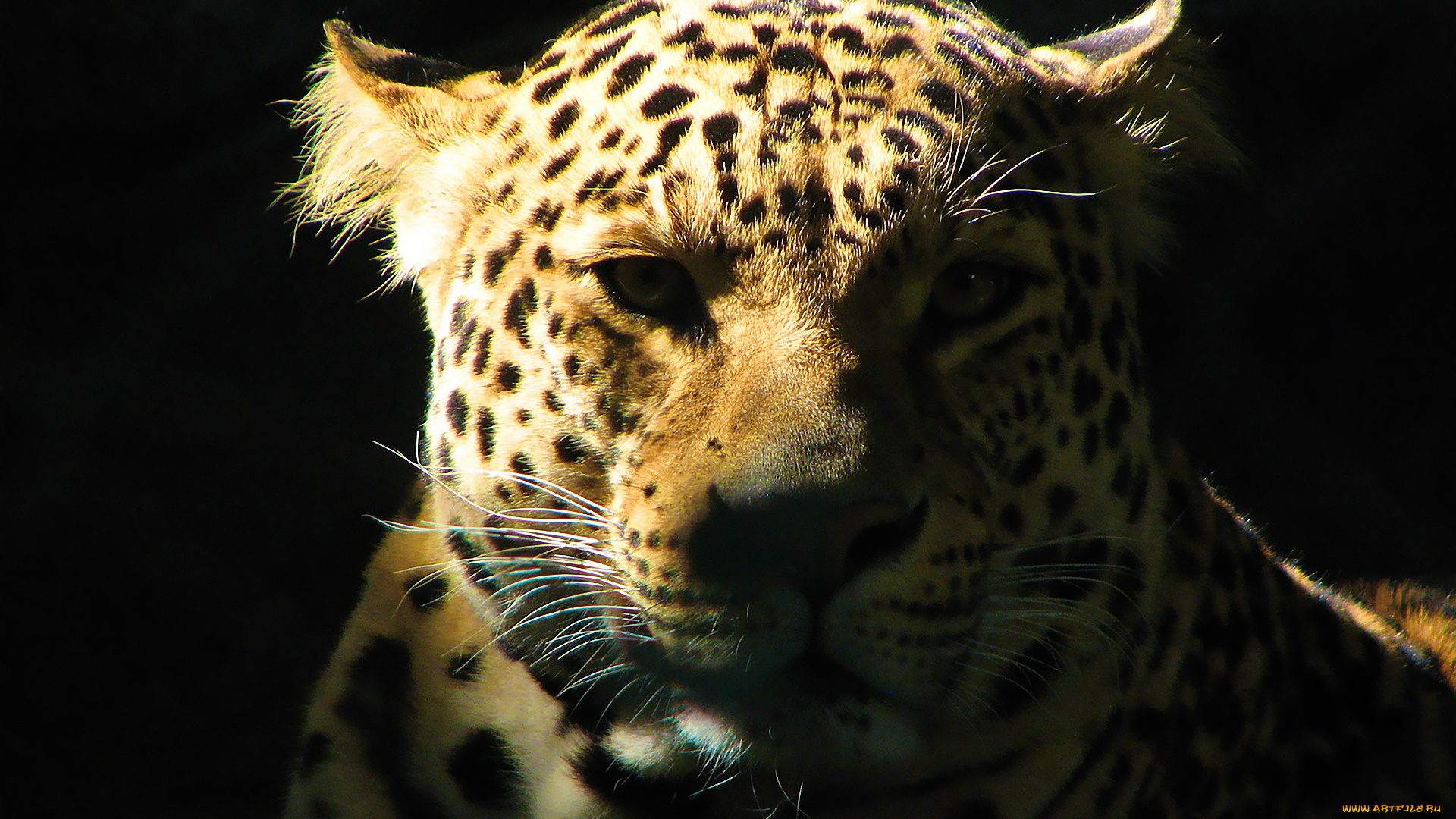 животные, леопарды, леопард