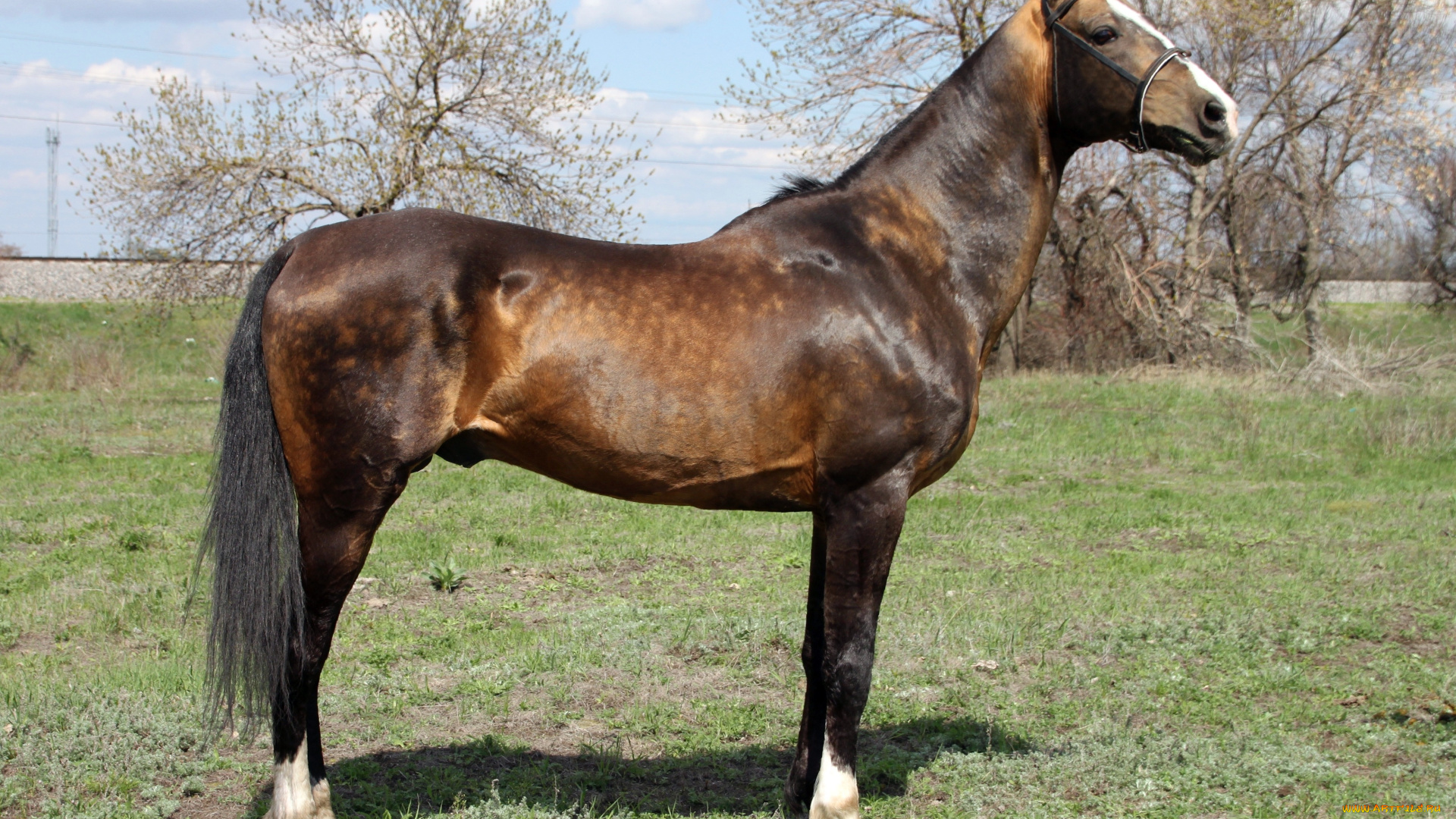 животные, лошади, конь, лошадь, ахалтекинец, жеребец