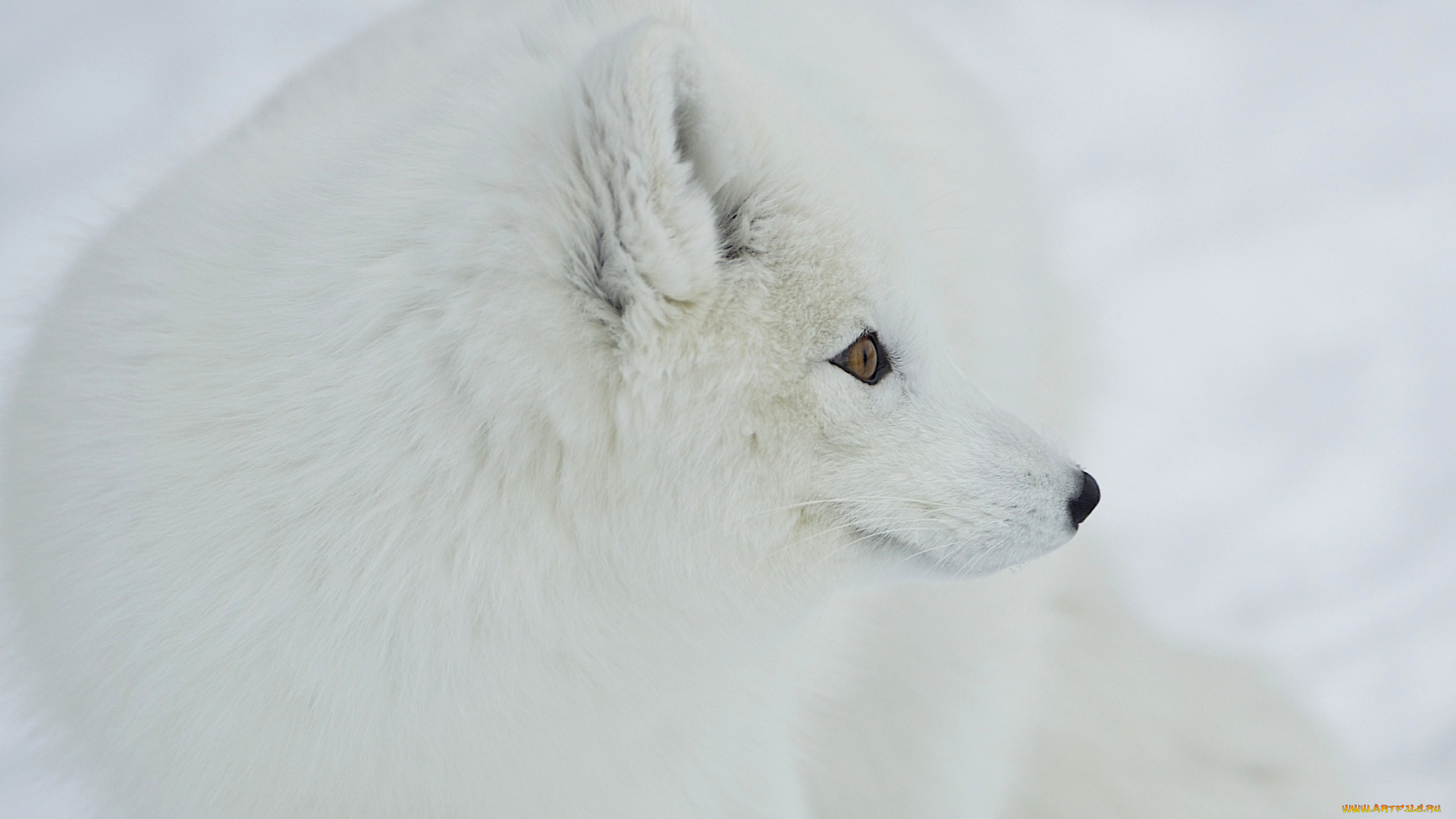 животные, песцы, белый, пушистый, нос