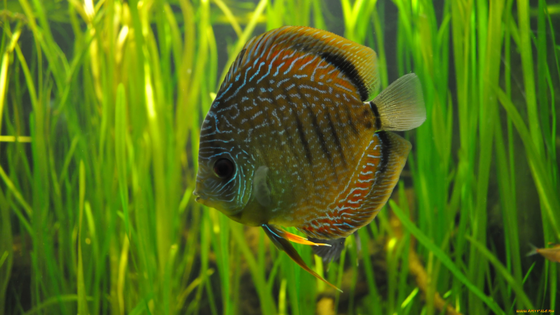 животные, рыбы, рыбка, дискус