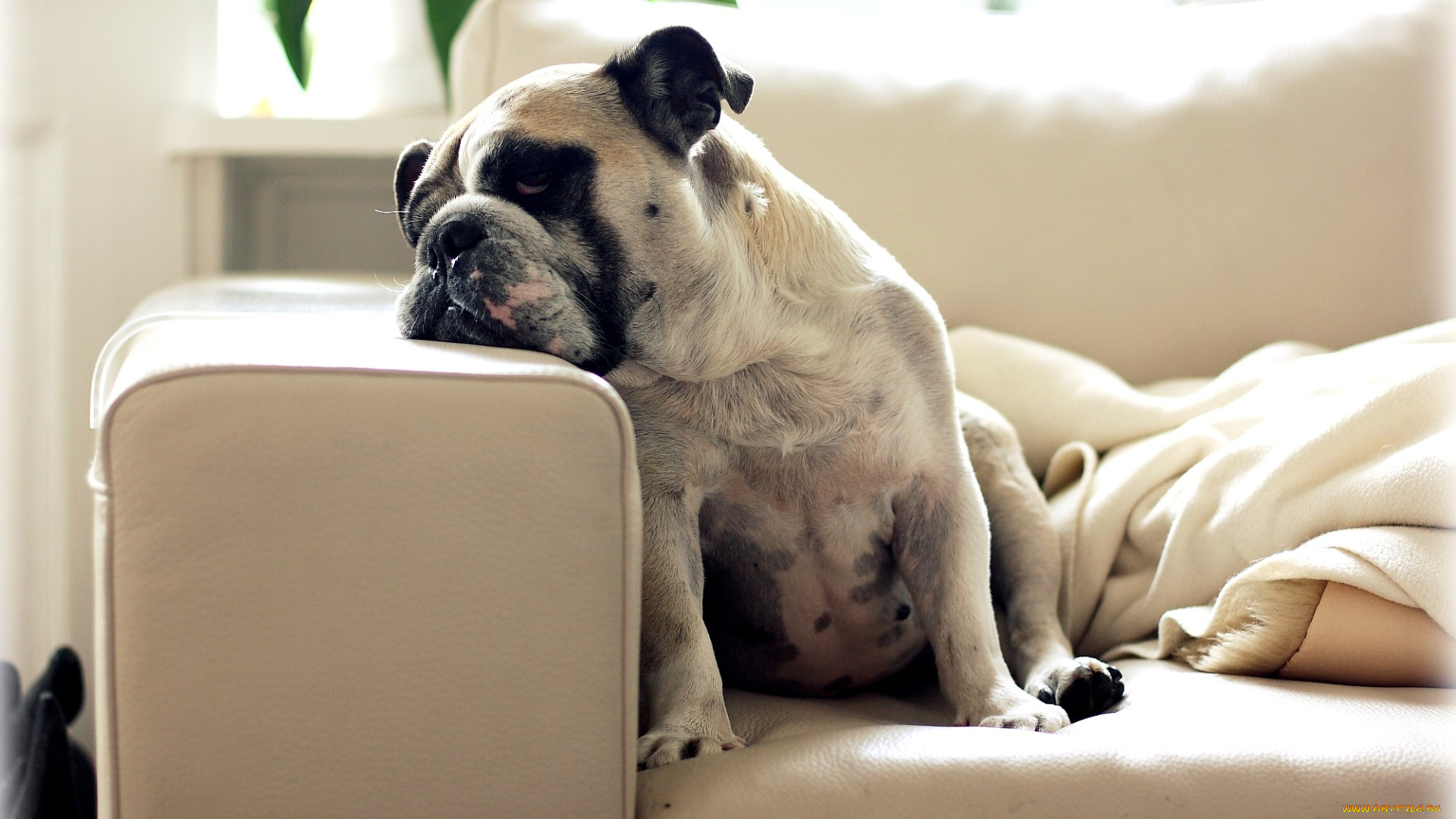 животные, собаки, бульдог, пятна, диван