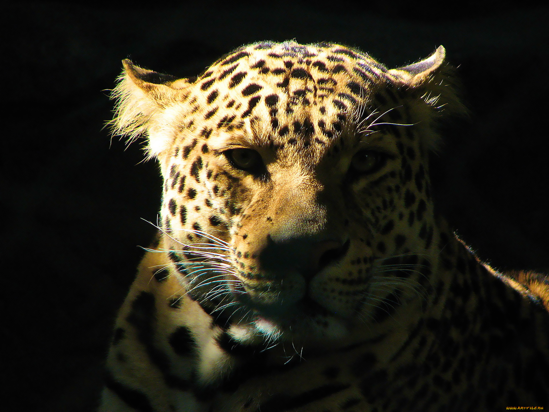 животные, леопарды, леопард