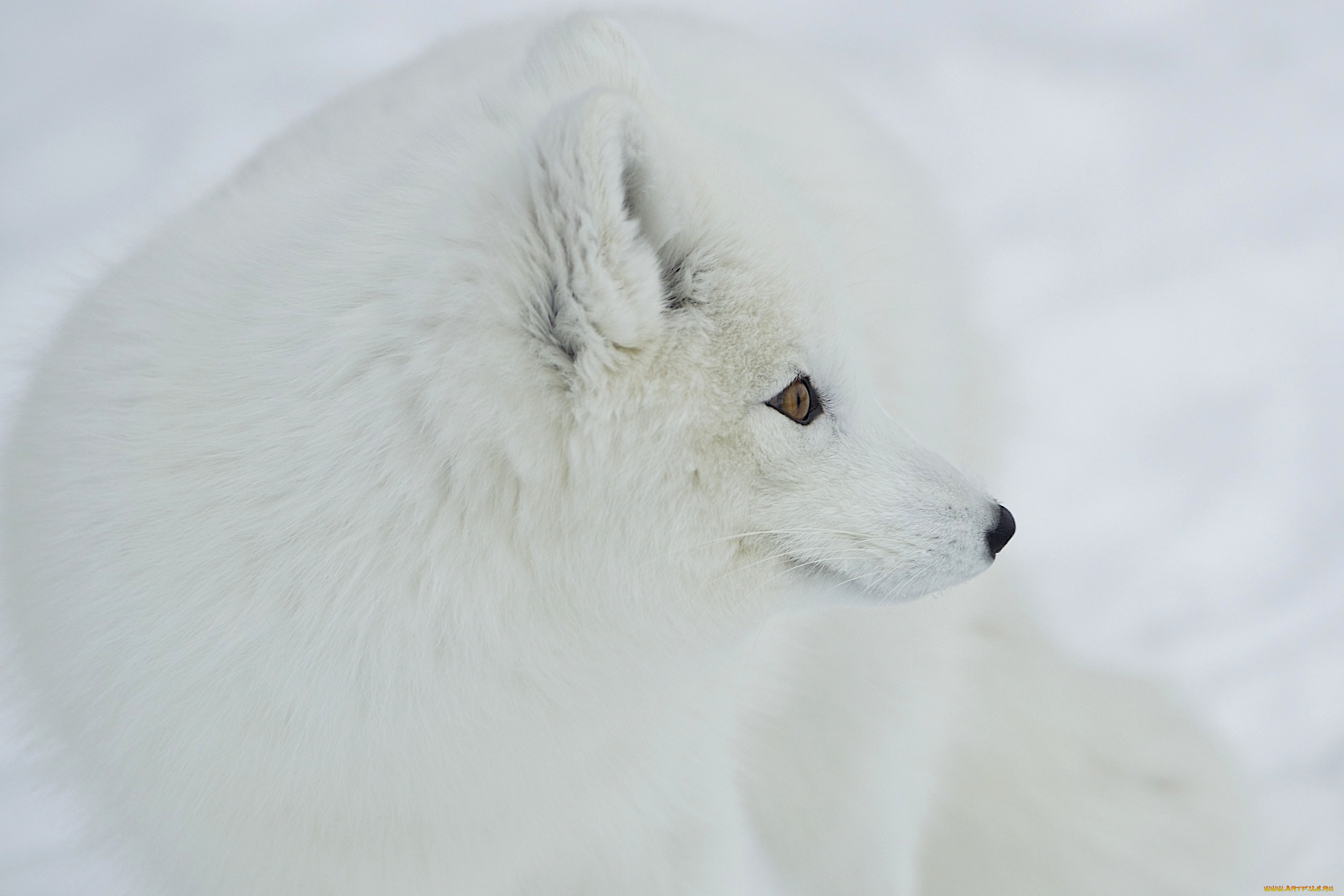 животные, песцы, белый, пушистый, нос