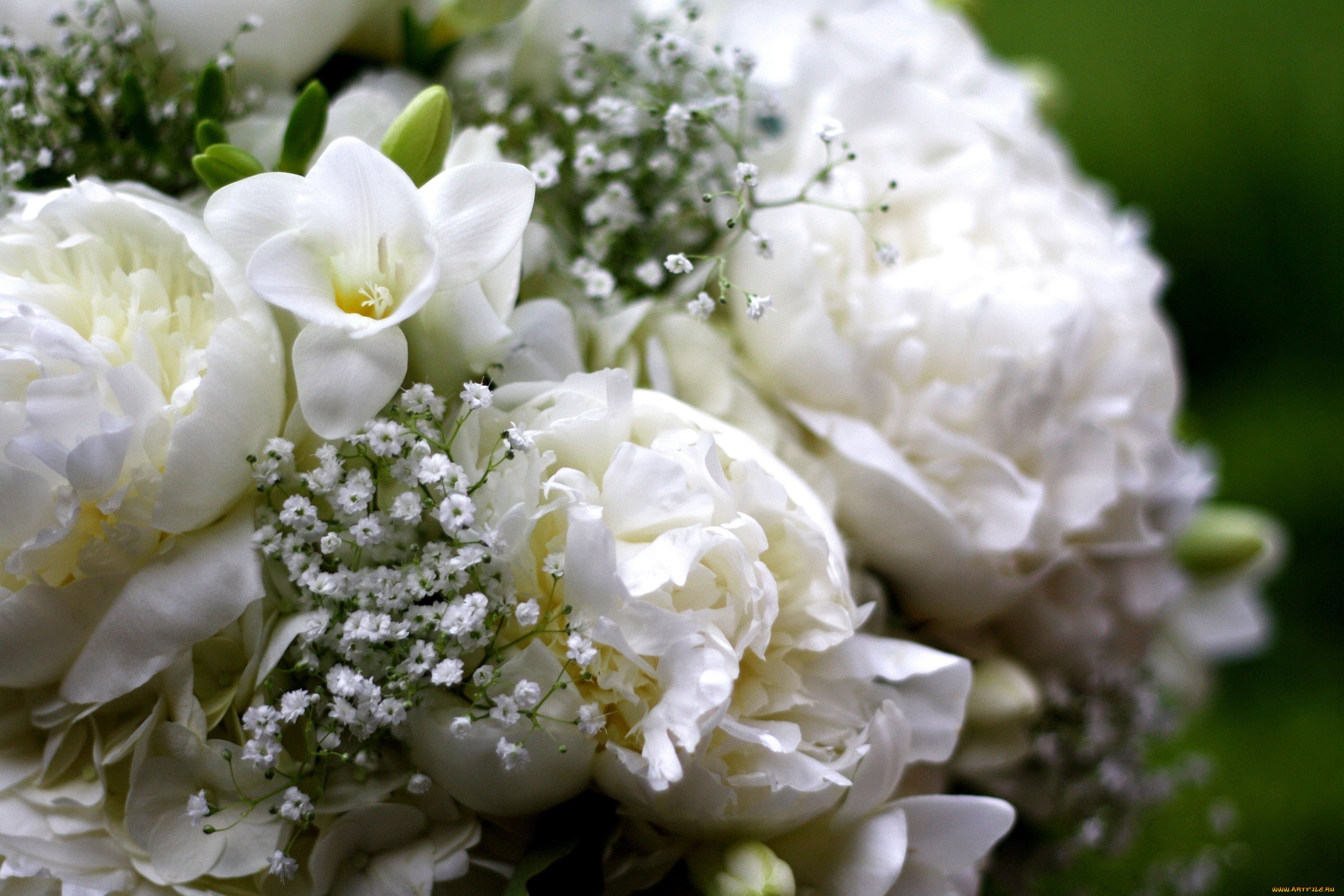 цветы, букеты, композиции, белый, пионы, фрезия