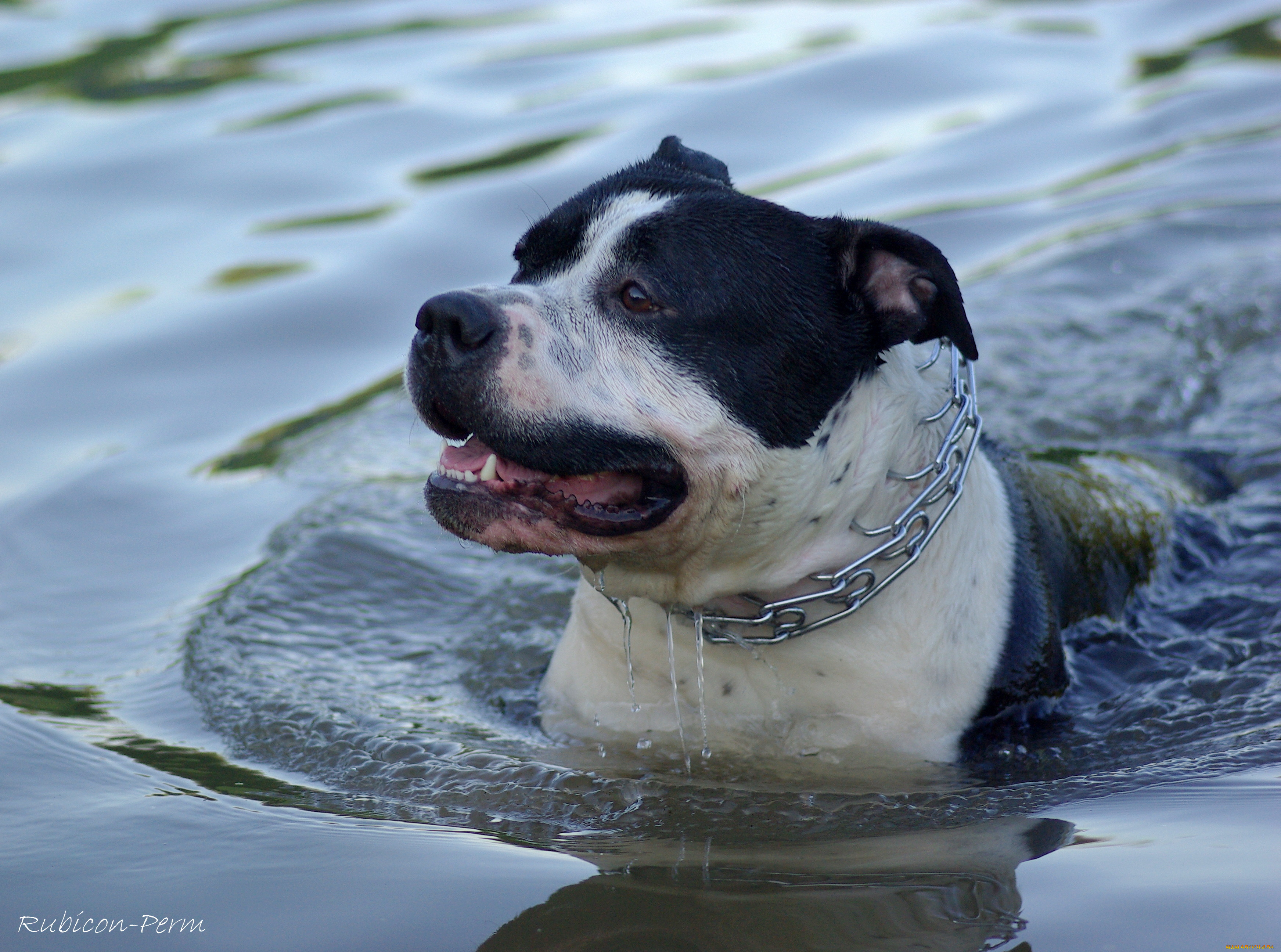 животные, собаки, стаффтерьер, собака