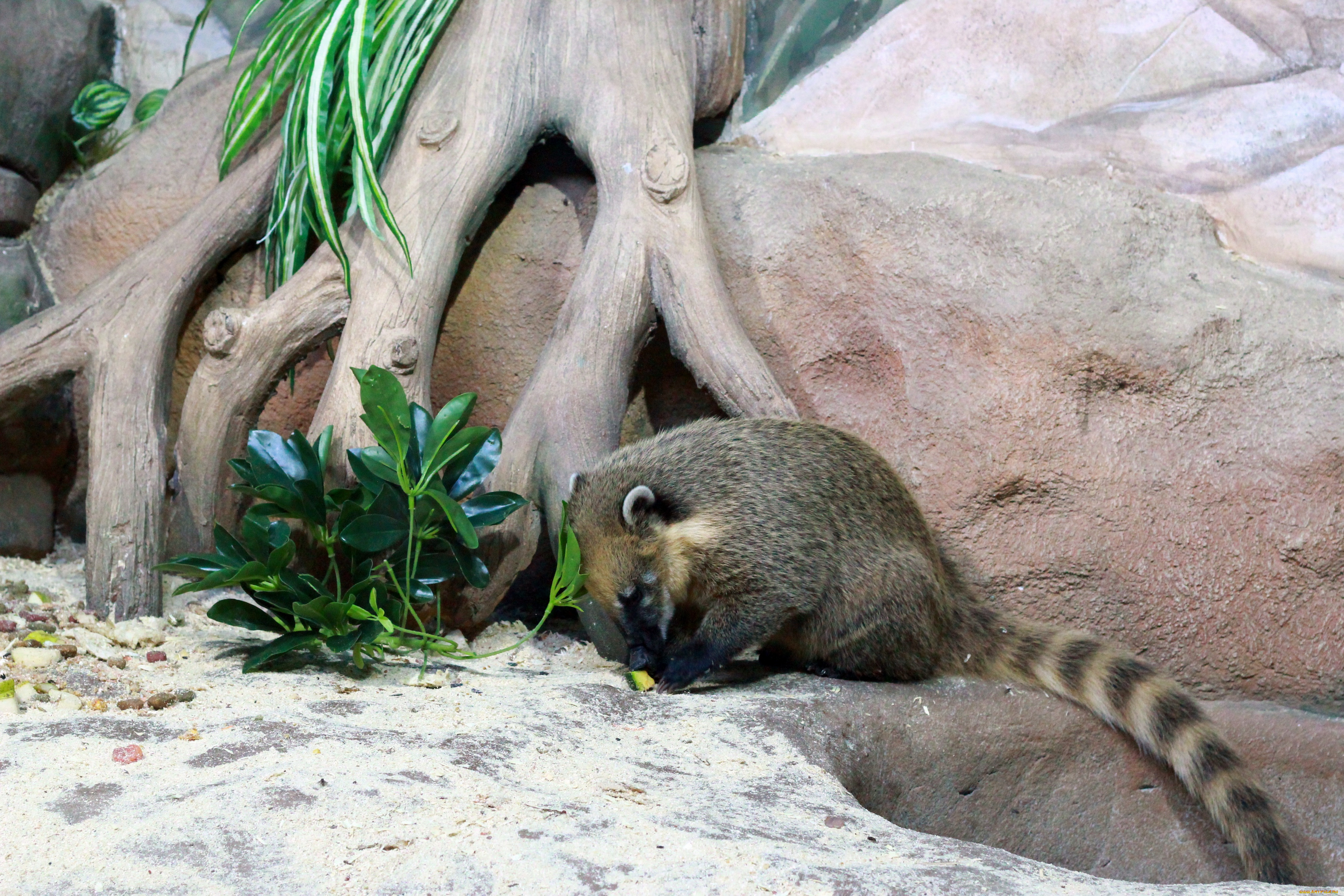 животные, коати, носухи, зверёк