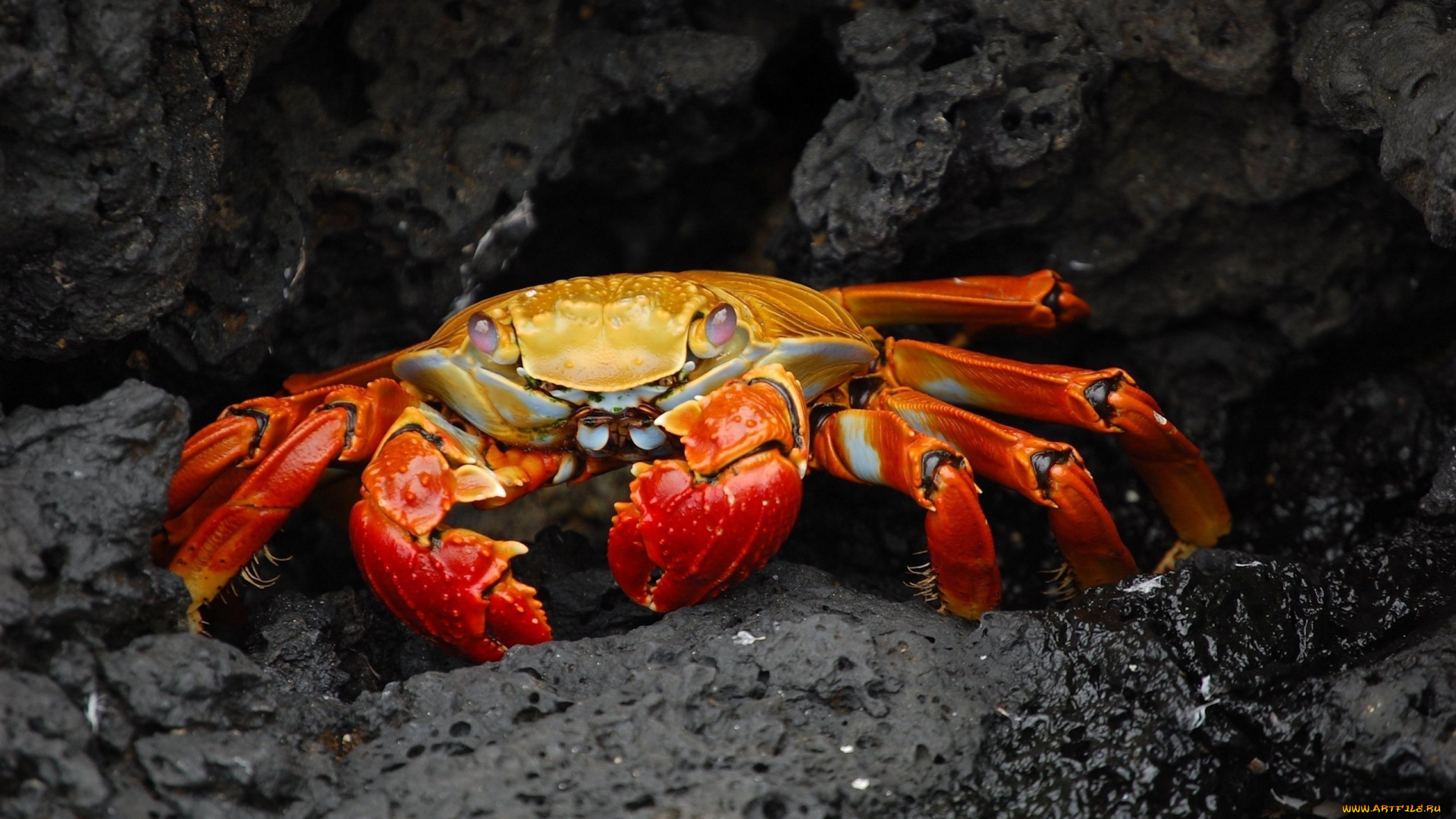 crab, животные, крабы, раки, краб, подводный, мир