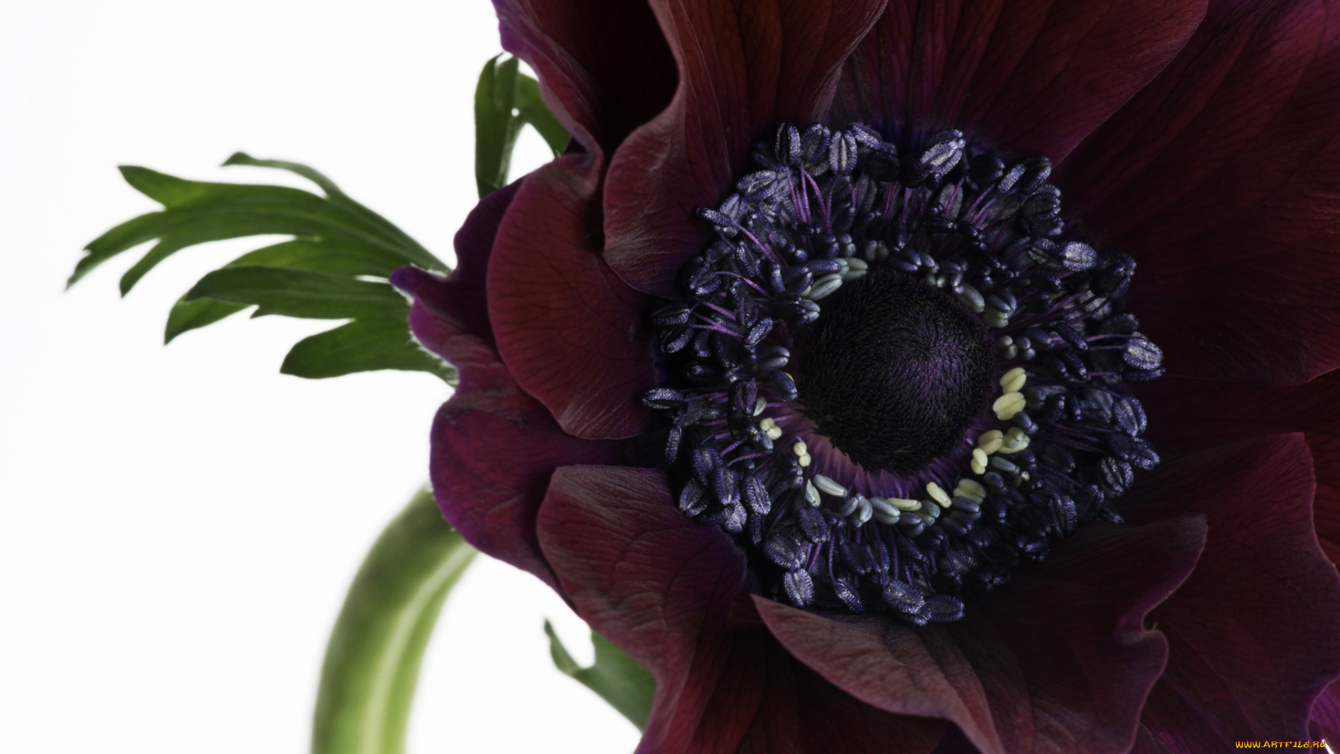 цветы, анемоны, адонисы, бордовый, макро